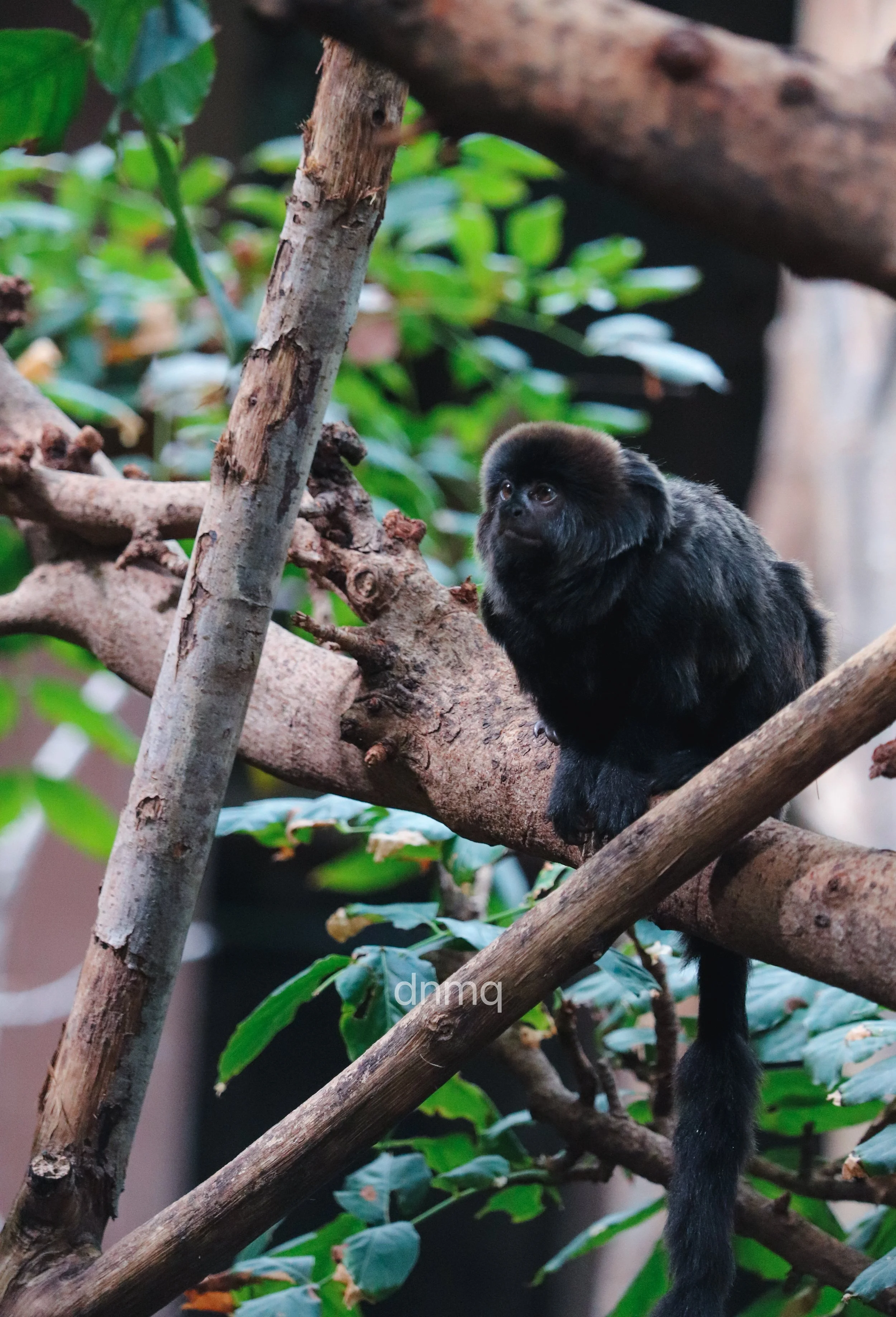 A black tamarin monkey sitting on tree branches with green leaves in the background.
