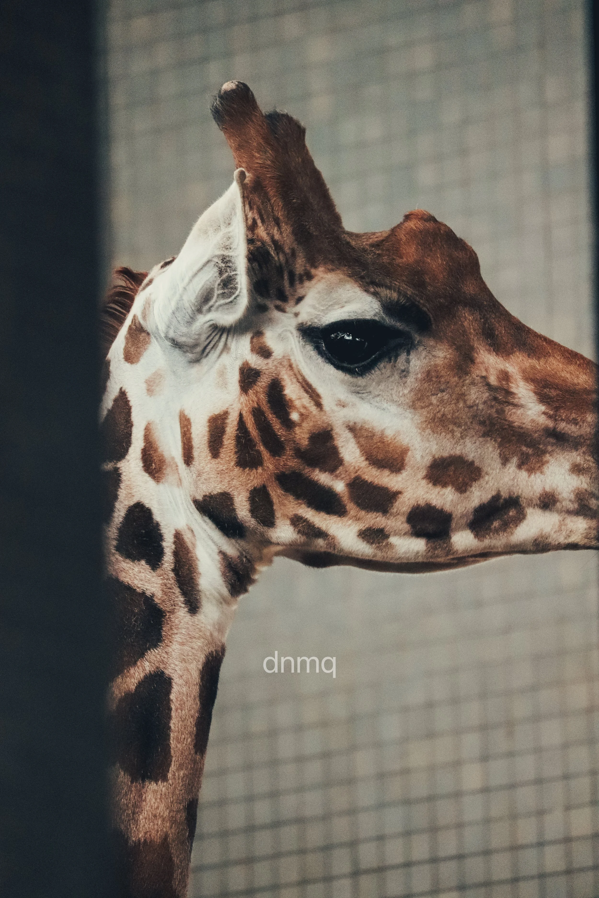 Close-up of a giraffe's head and neck, showing distinctive brown patches and long neck, with a blurred background.