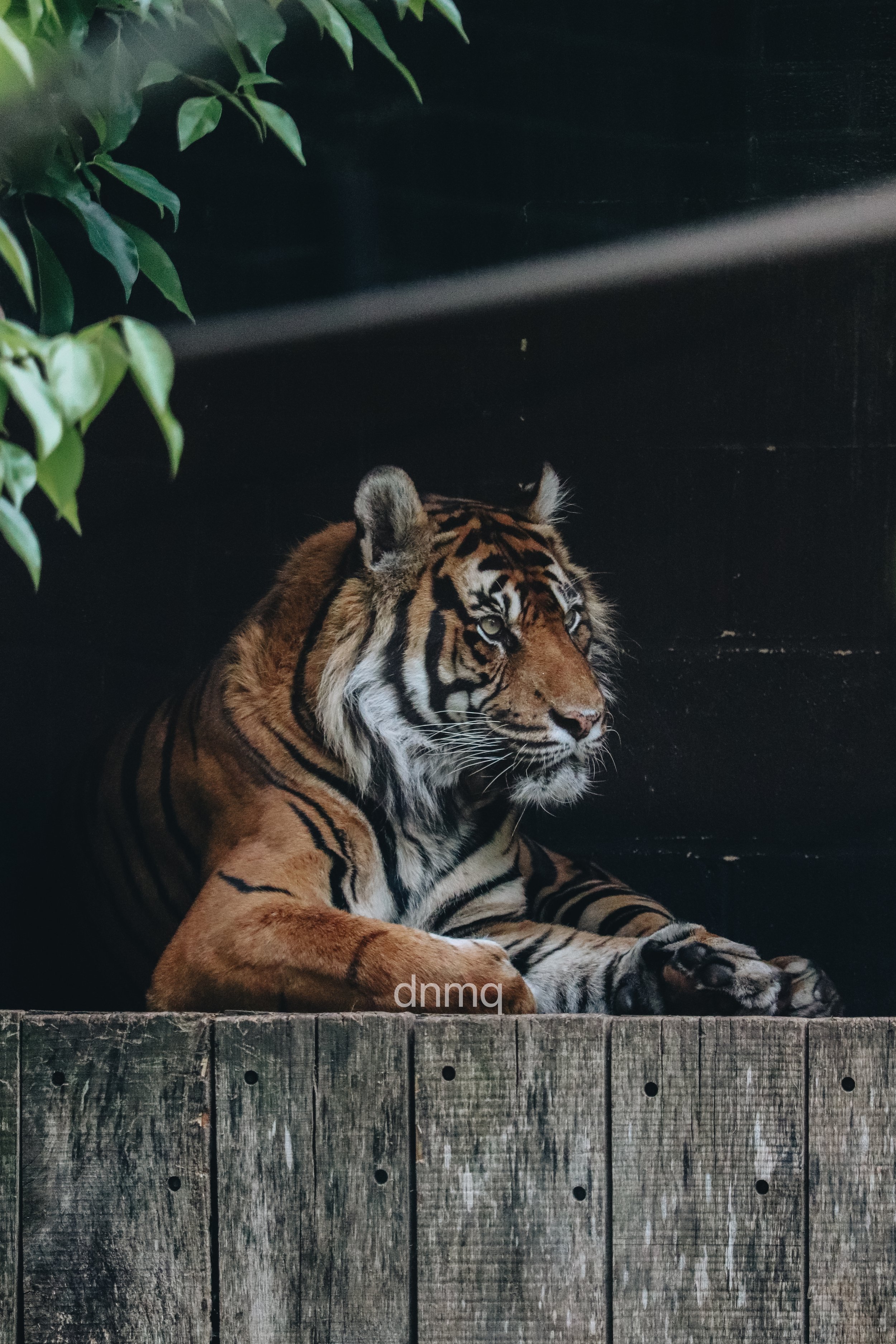 A tiger lying inside a dark enclosure, resting on a wooden platform, with green leaves visible in the upper left corner.