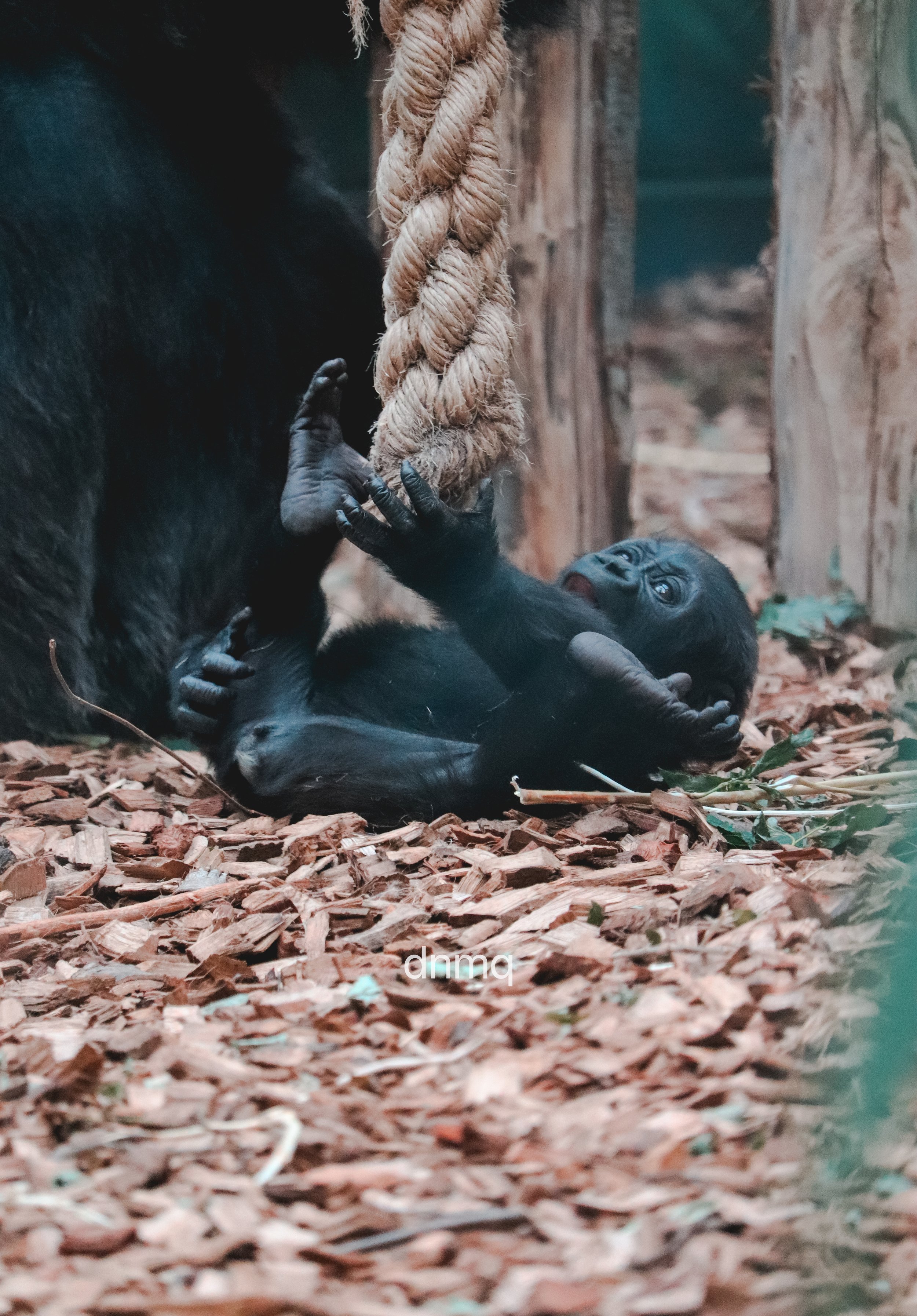 A baby gorilla lying on the ground, holding onto a mother gorilla's hand while lying on a bed of leaves and wood chips, with a large rope hanging nearby.