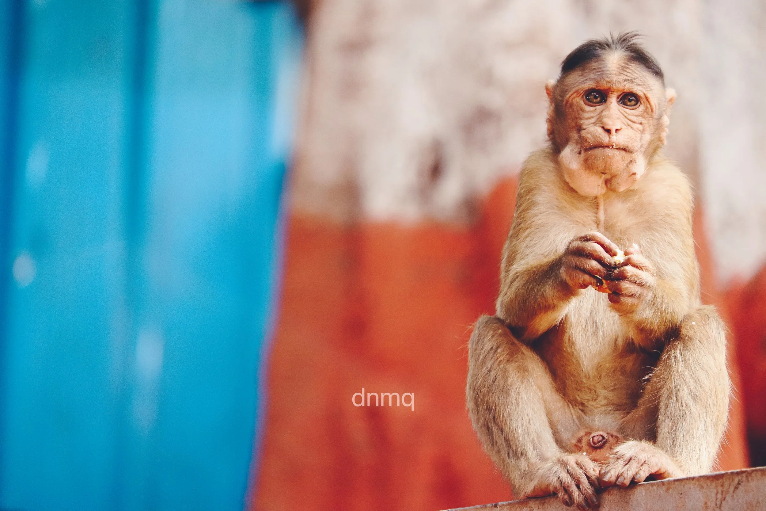 A young monkey sitting on a ledge with a partly blurred blue object on the left and a background of warm-colored walls.