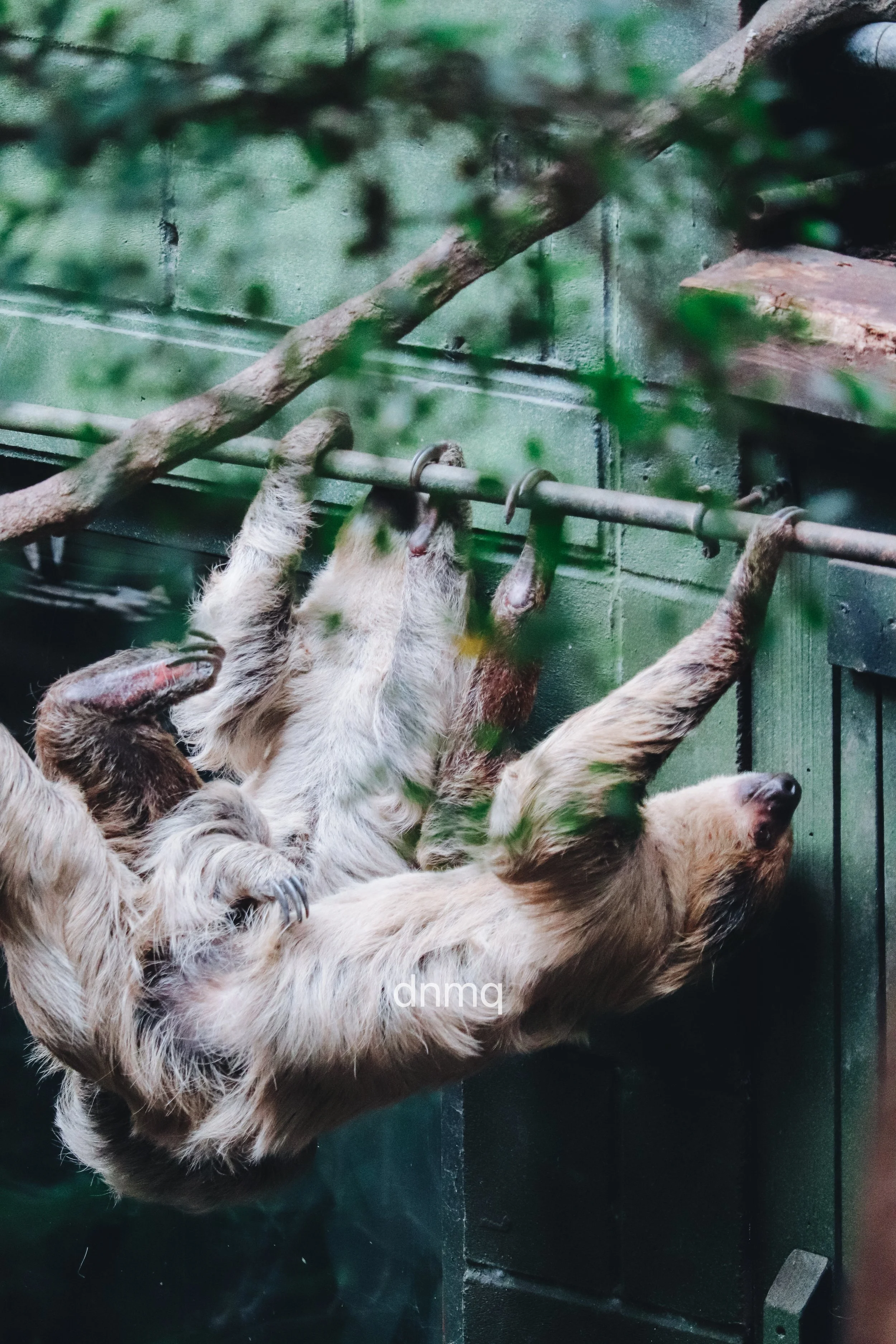Three sloth bears hanging upside down from a metal bar inside a zoo enclosure with green-painted walls and nearby branches.