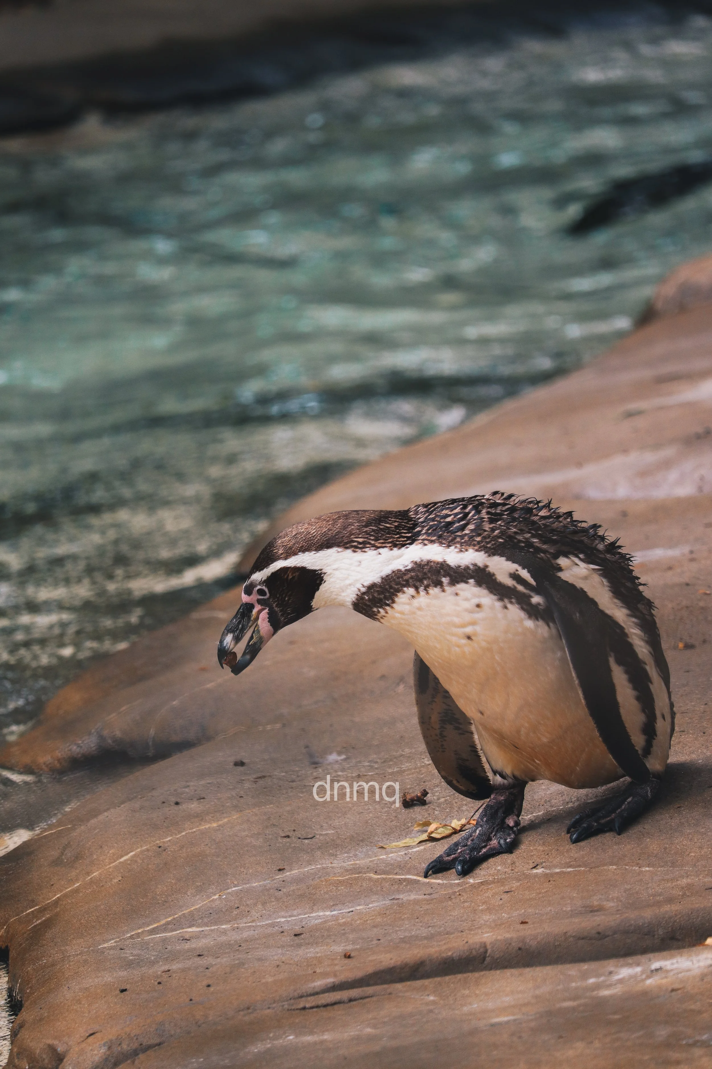 A penguin stands on a sandy shoreline near the water, looking down with its beak pointed towards the ground.