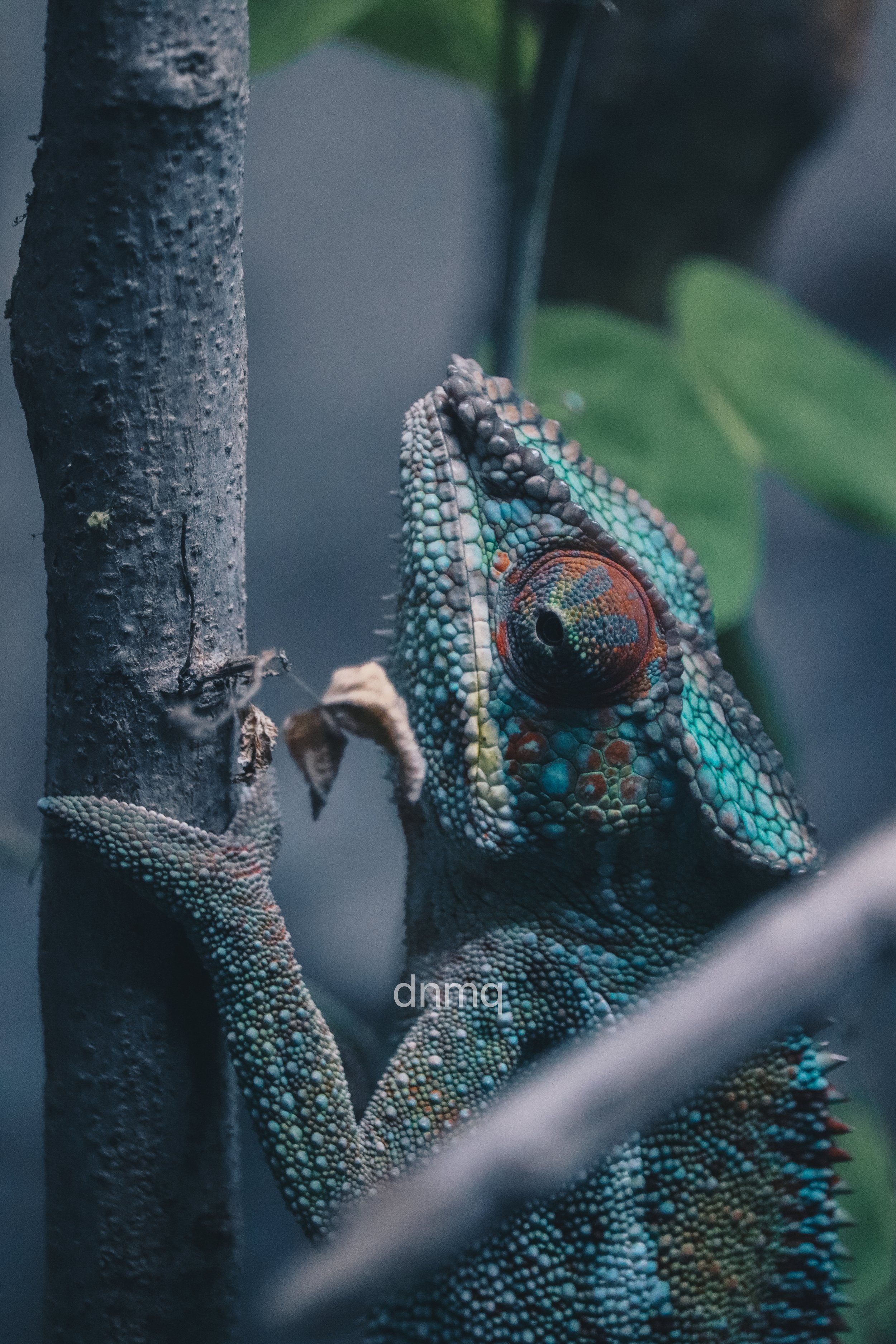 Close-up of a colorful chameleon clinging to a tree branch with textured scales and large eye