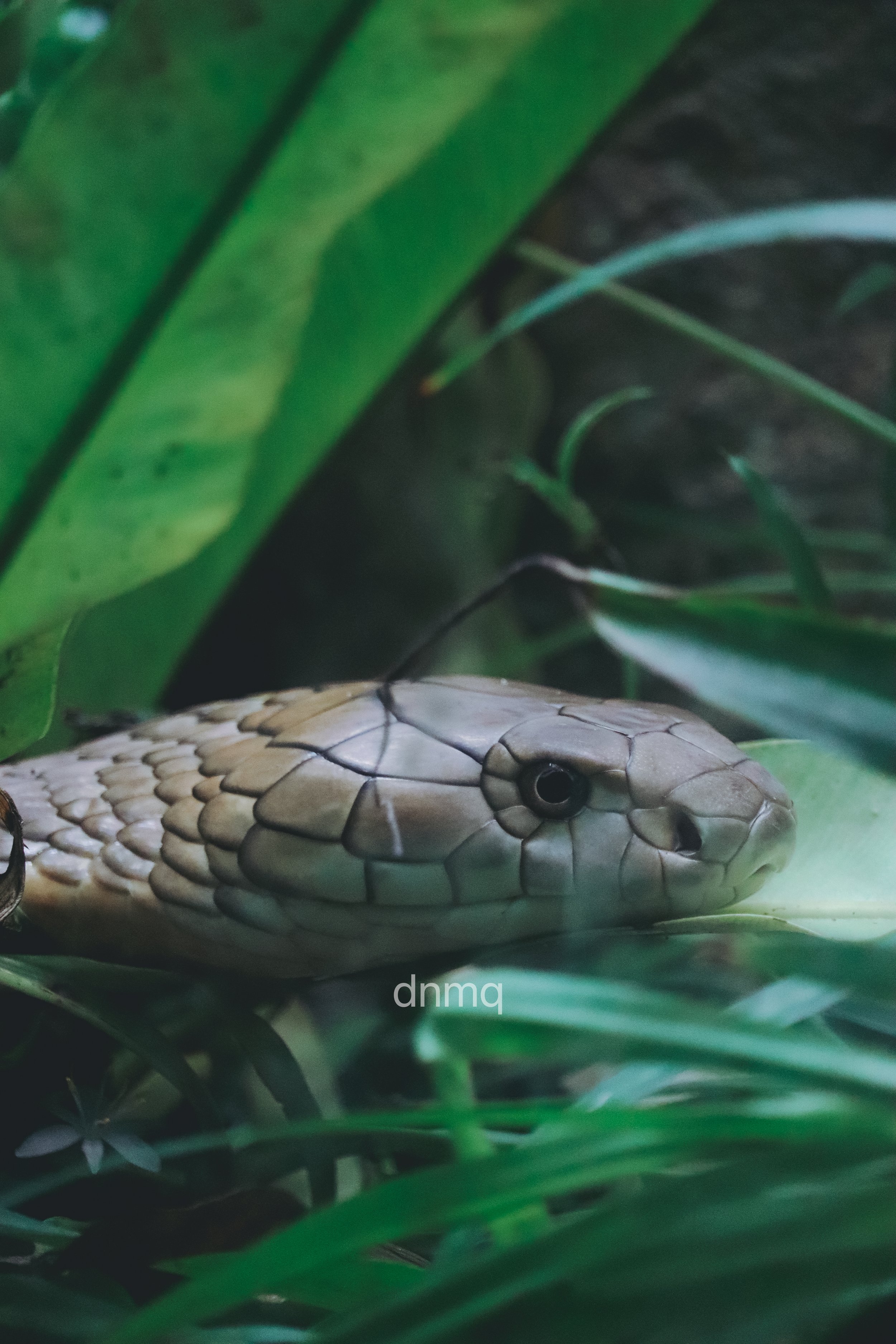 Close-up of a snake's head among green leaves and grass.