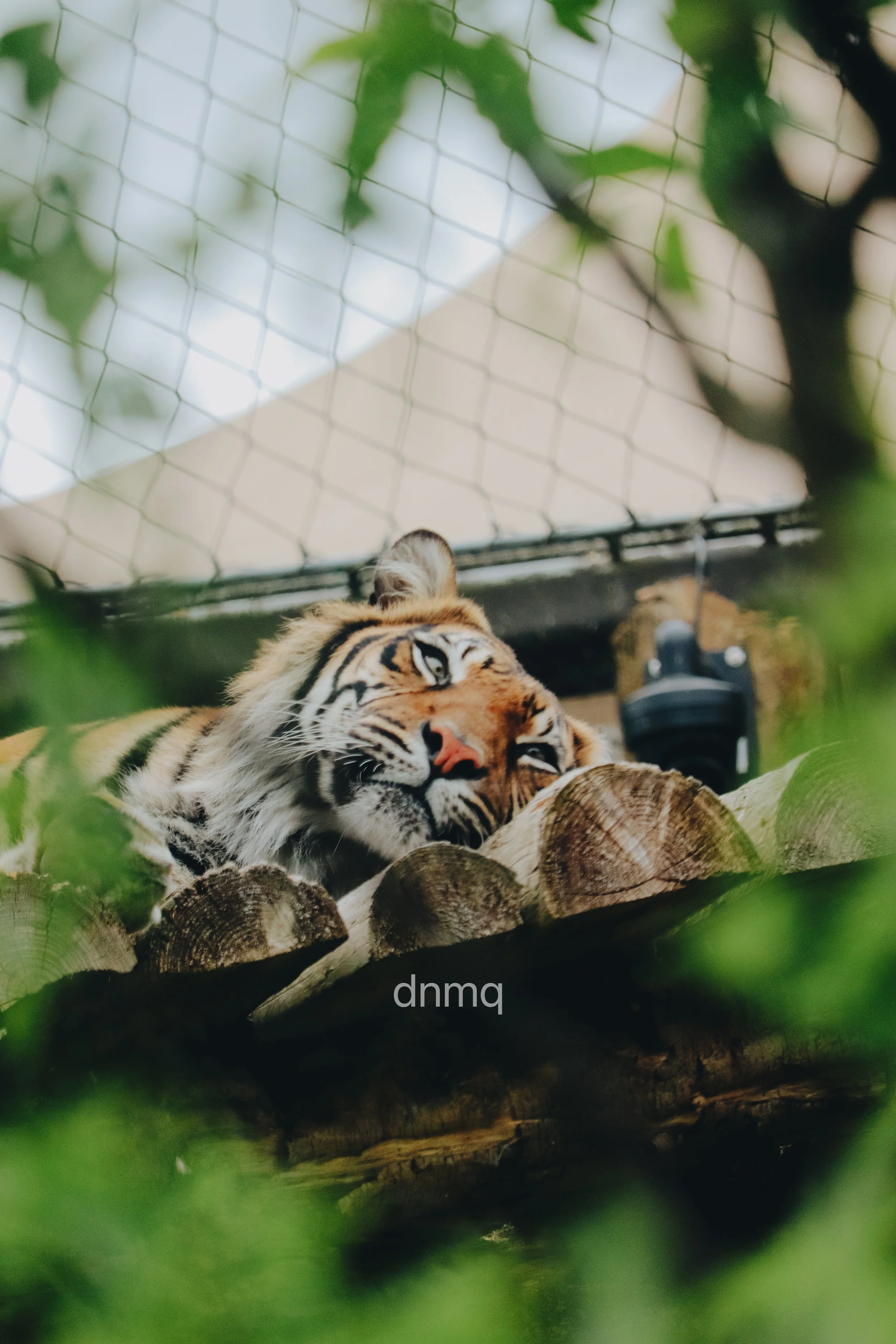 A tiger resting on logs, viewed through green leaves and a wire fence.