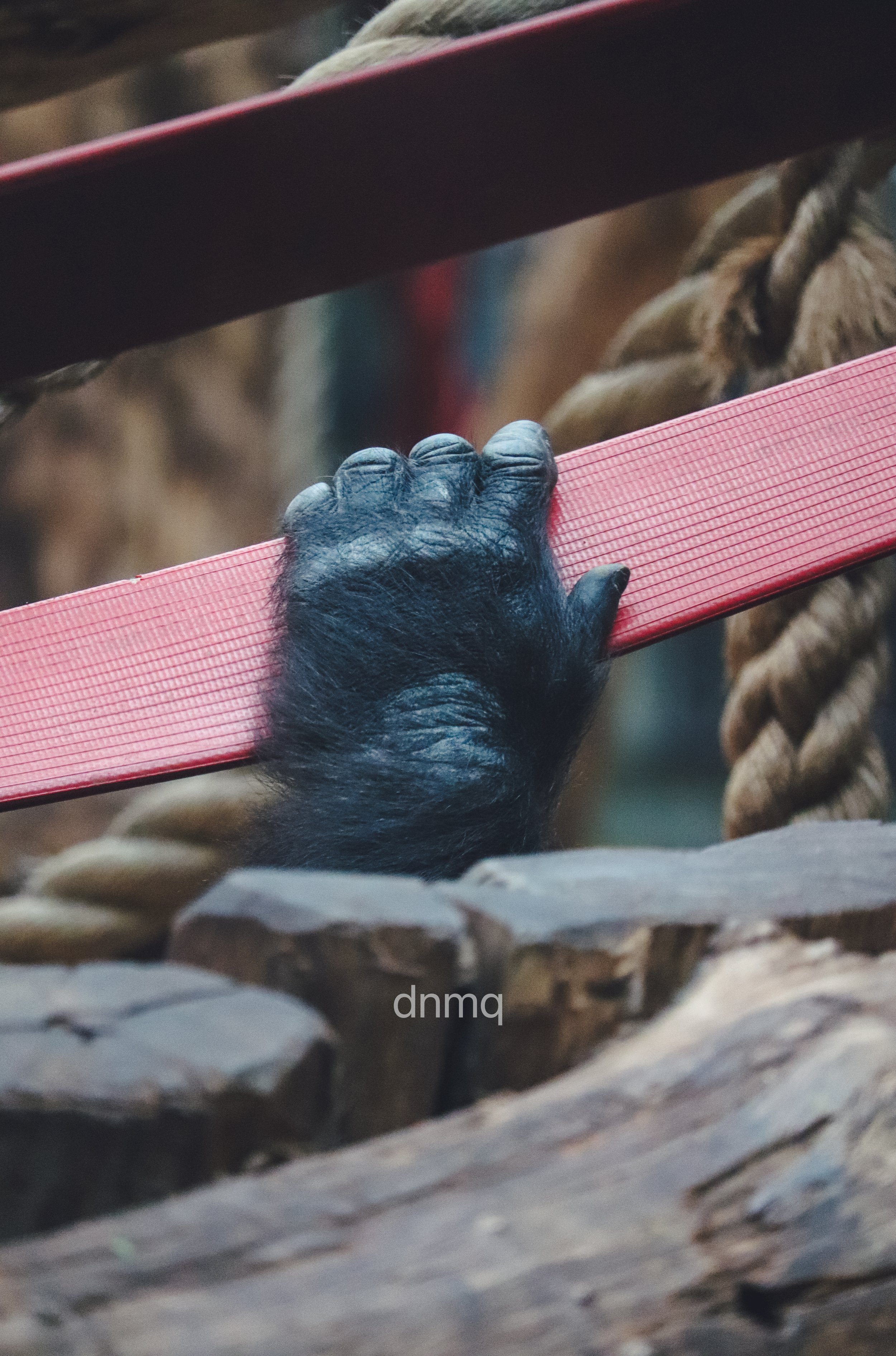 Close-up of a gorilla's hand gripping a red climbing hold on a wooden climbing structure.