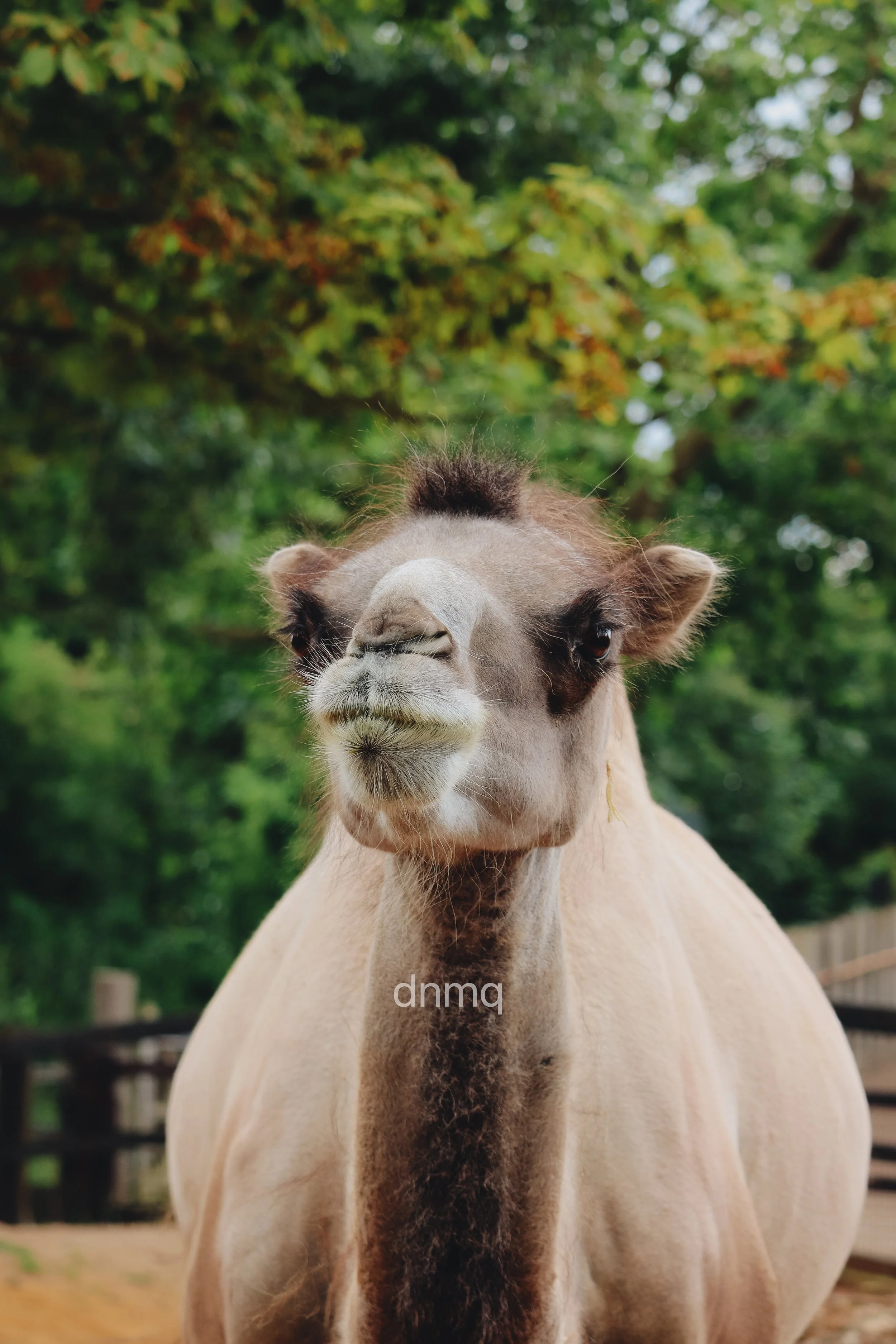 Close-up of a camel with light brown fur, a dark beard, and a playful expression, outdoors with green trees in the background.