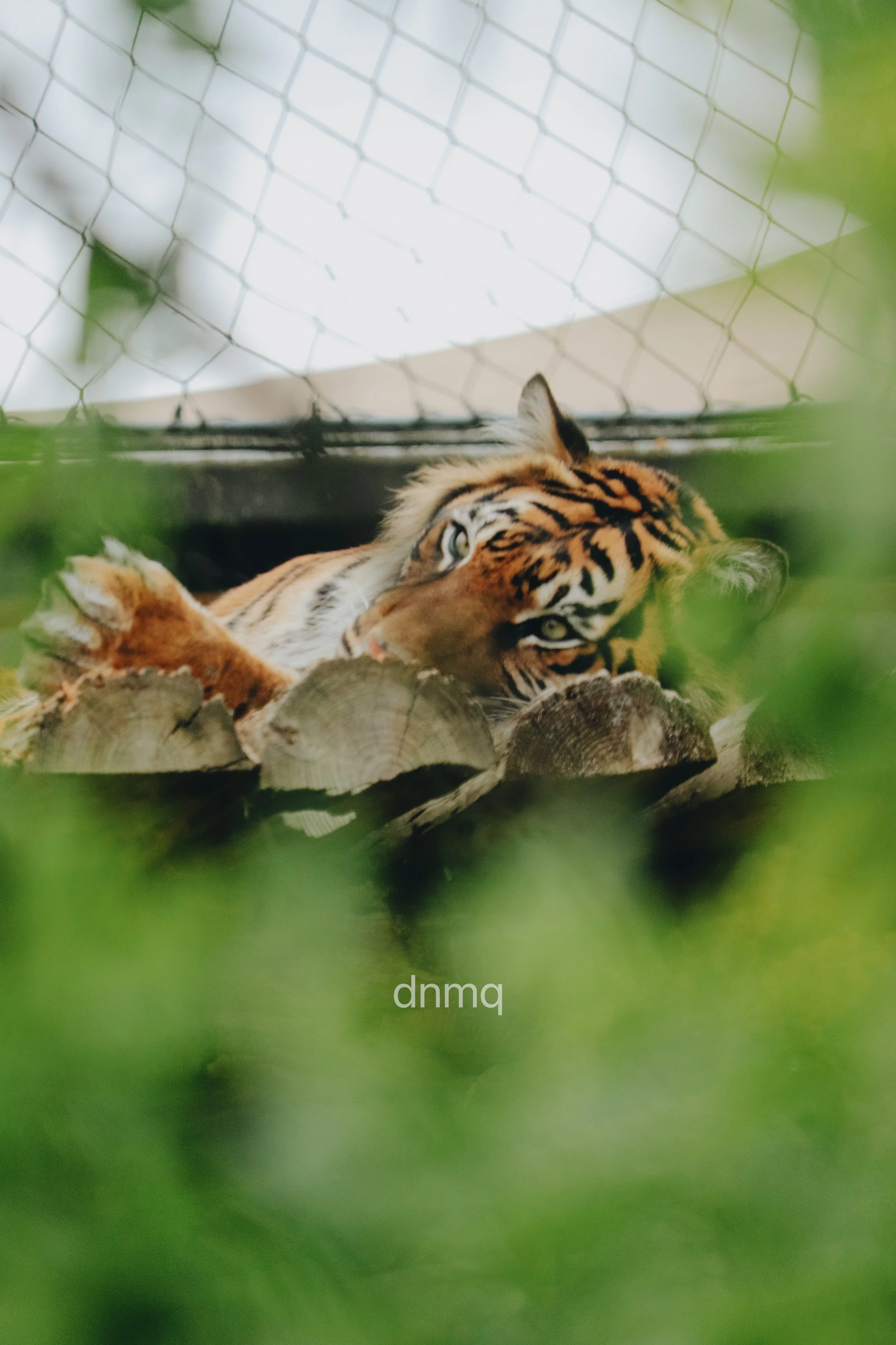 A tiger lying on logs behind a cage, partially obscured by green foliage in the foreground.