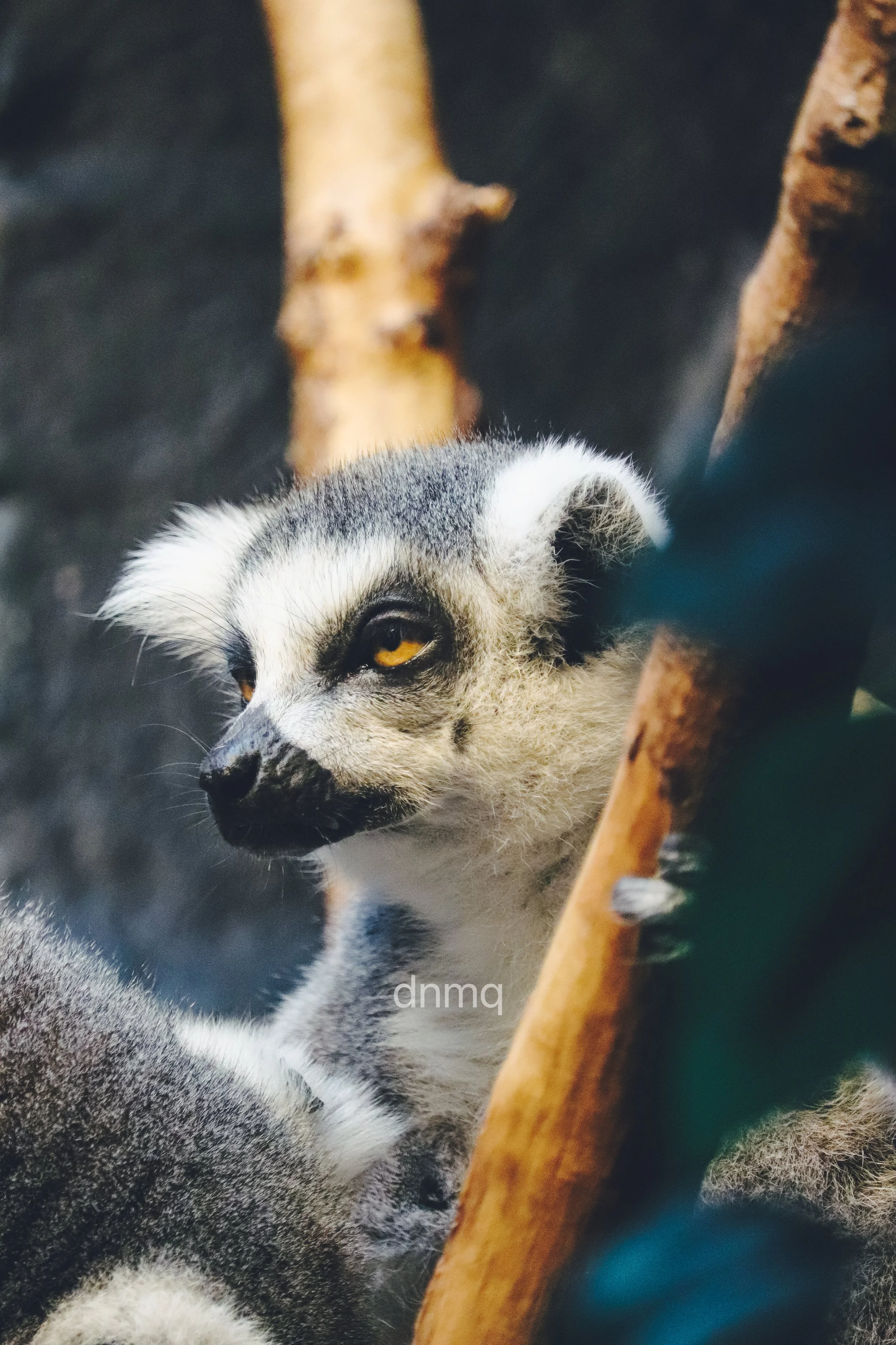 Close-up of a meerkat with yellow eyes, peeking from behind a tree branch.