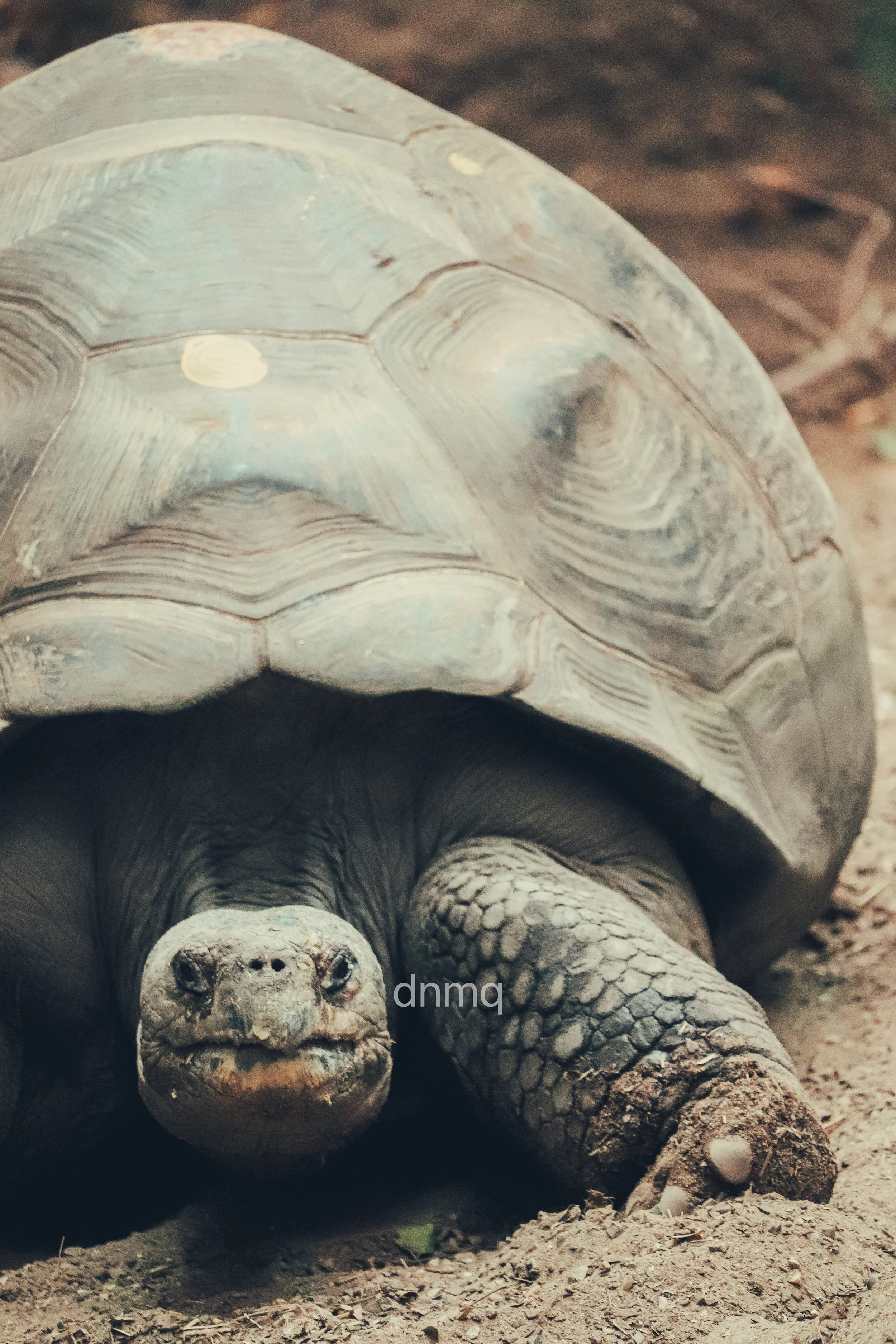 A close-up of a large tortoise with a textured shell and scaly limbs, resting on the ground.