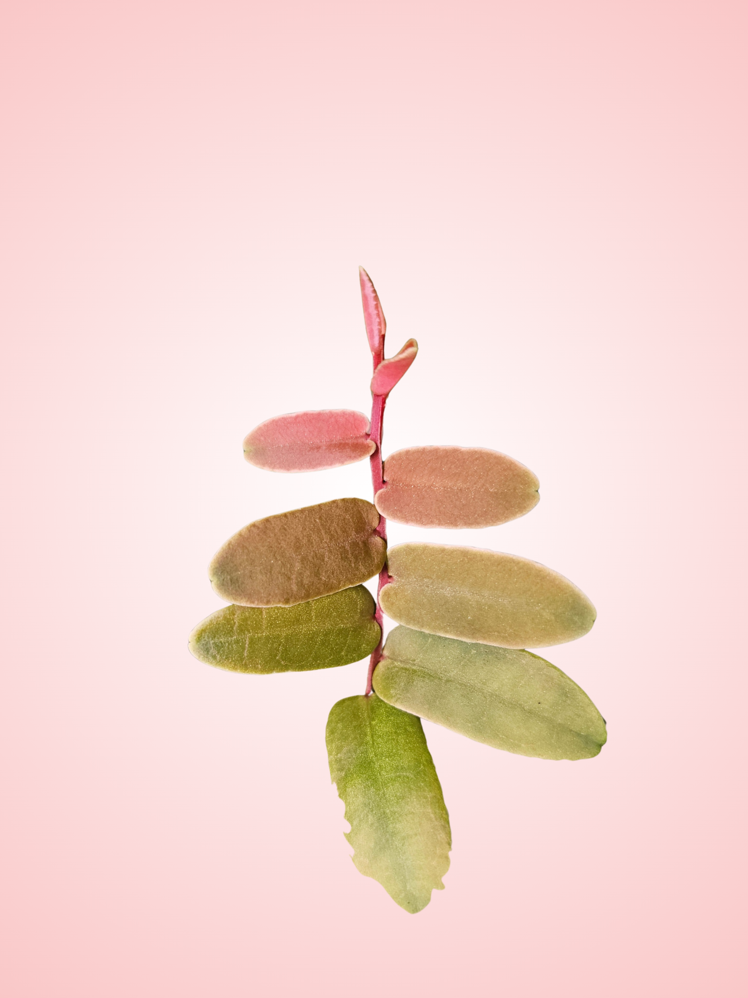 Marcgravia sintenisii