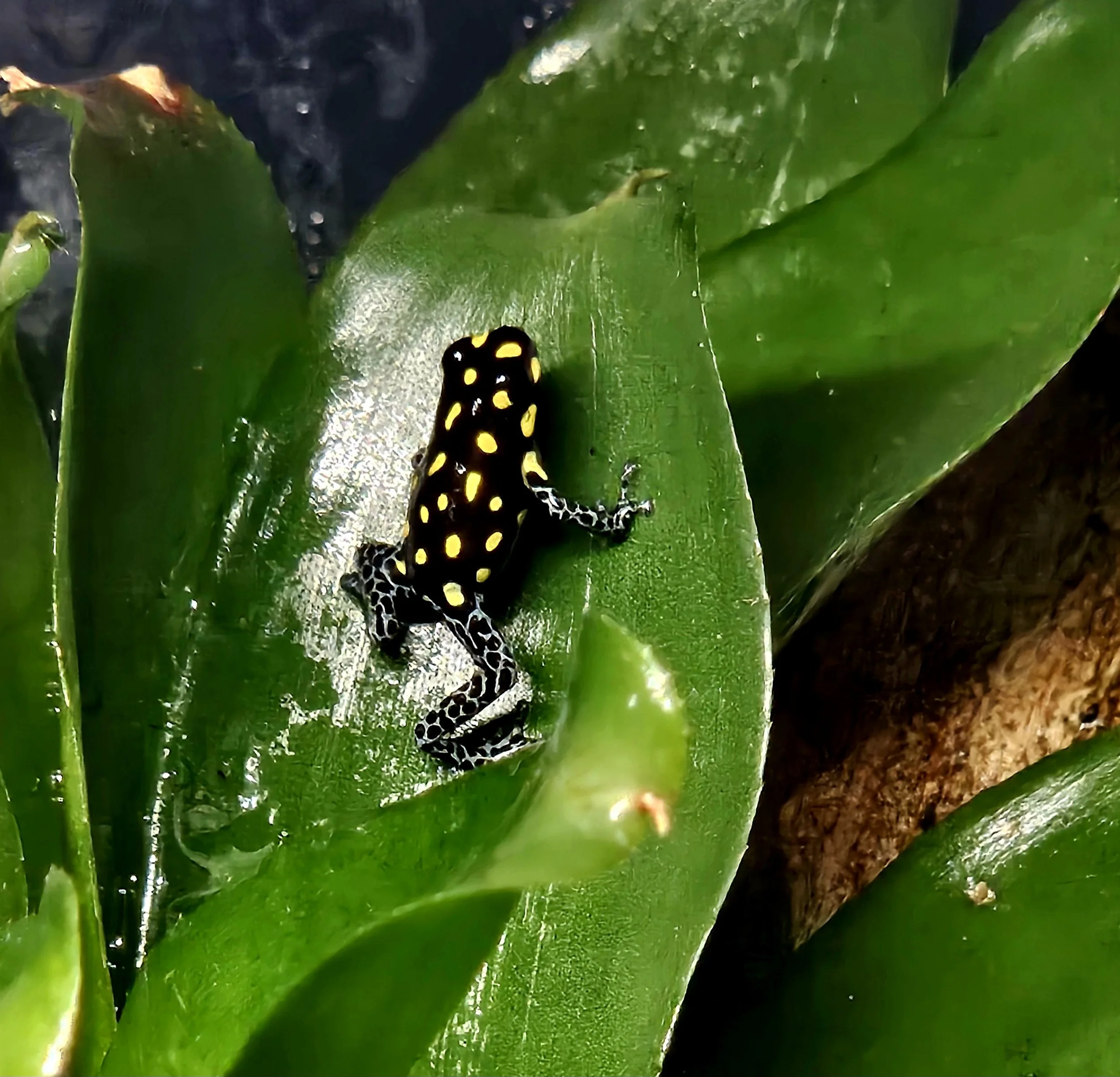 Ranitomeya Vanzolini