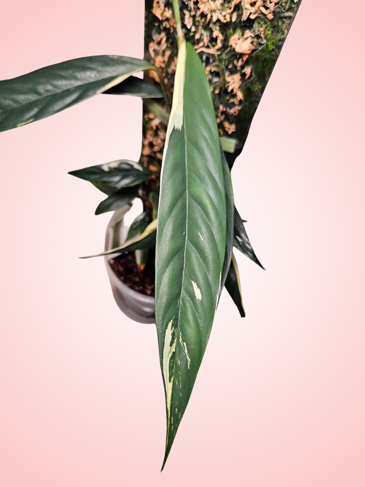 Raphidophora Lobii Schott Variegated