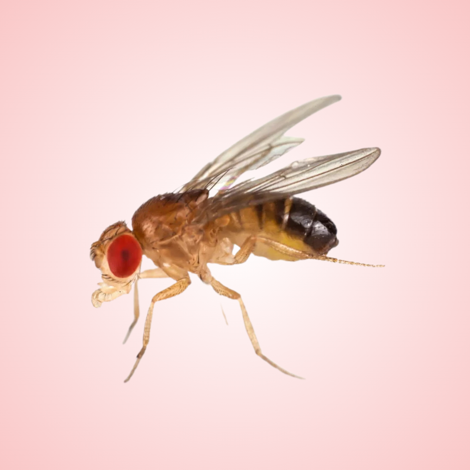 Melanogaster Fruit Fly Culture