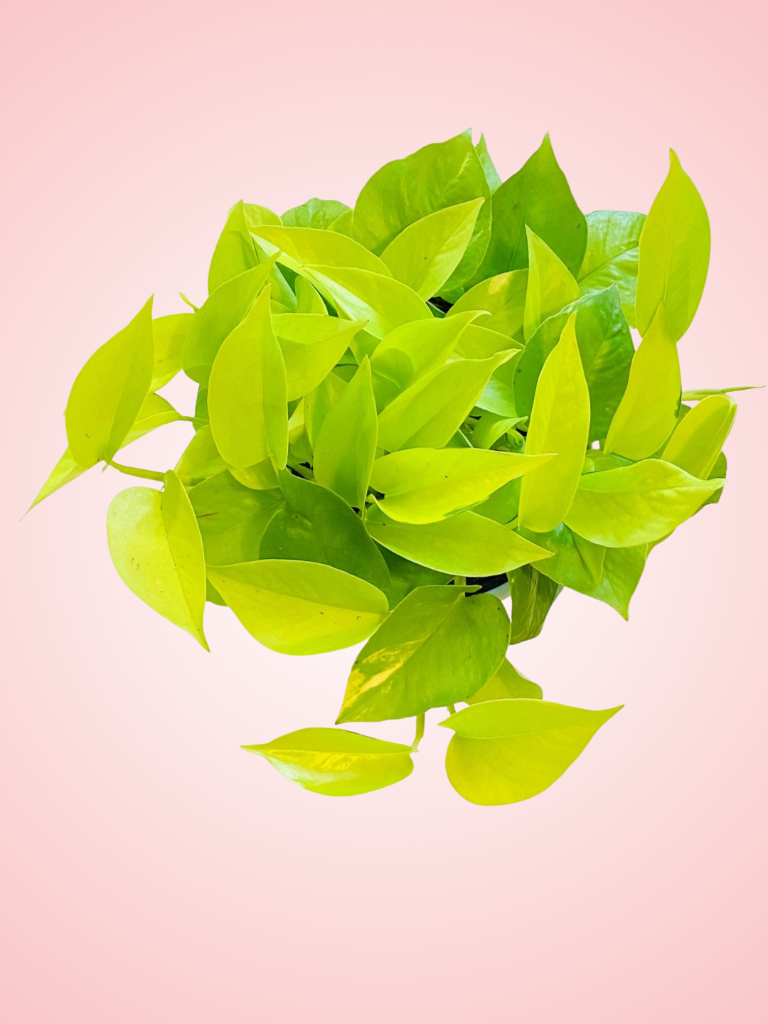 Neon Pothos