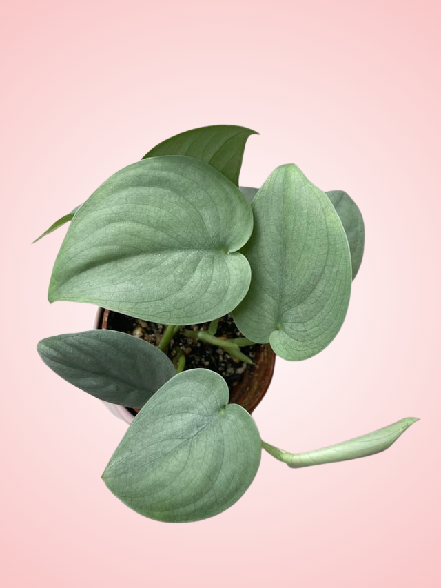 Scindapsus Silver Hero