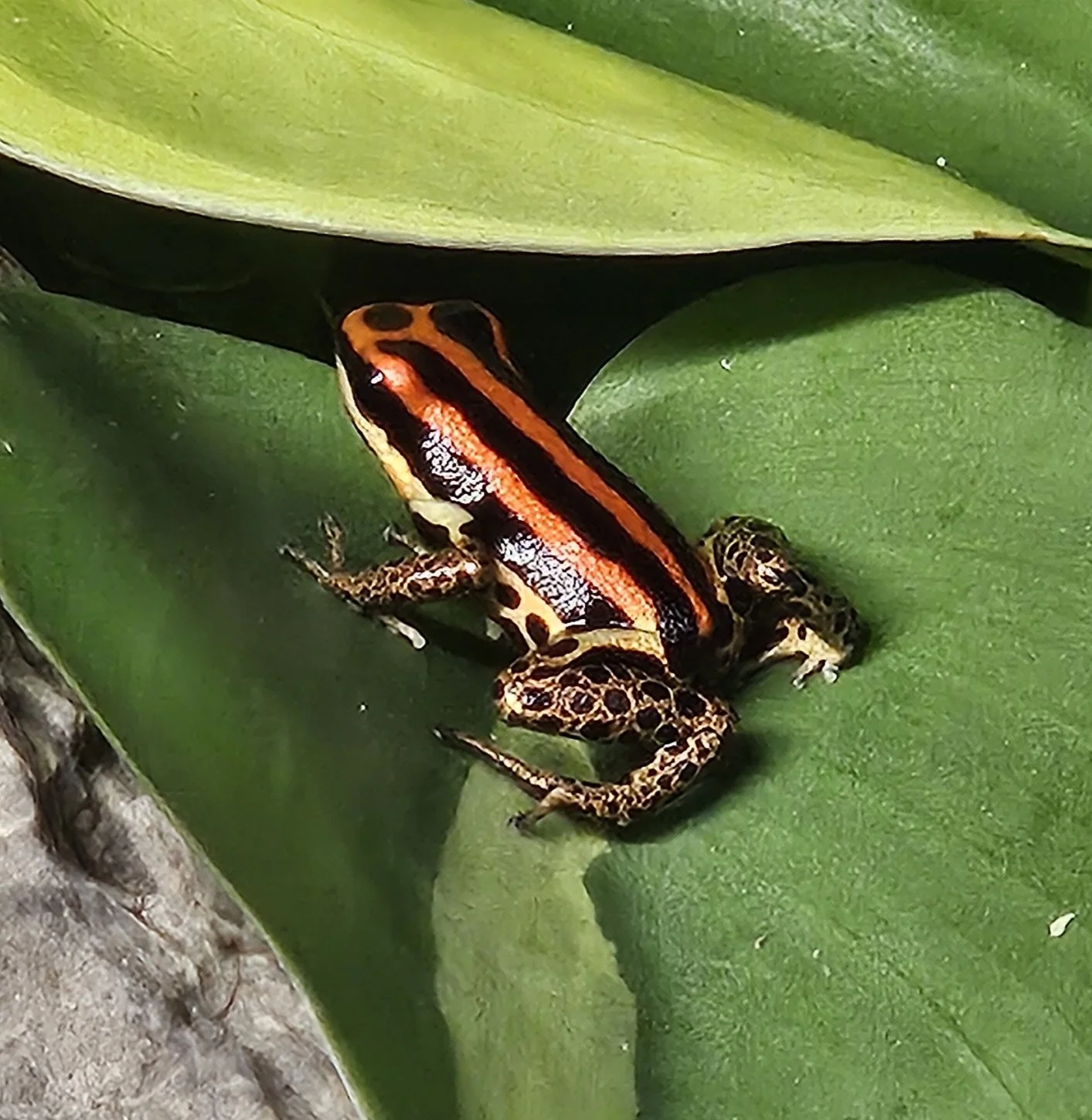 Ranitomeya Uakarii