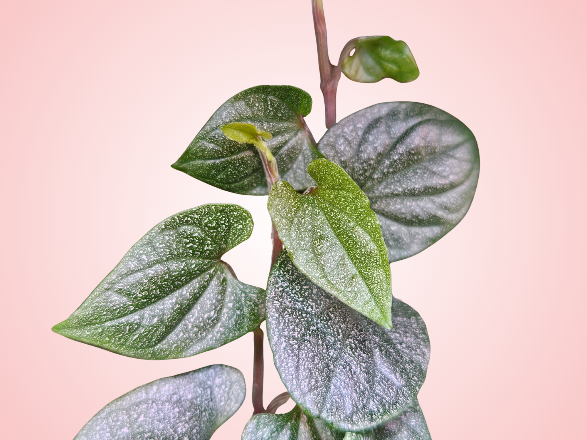 Piper 'Silver Flecks'