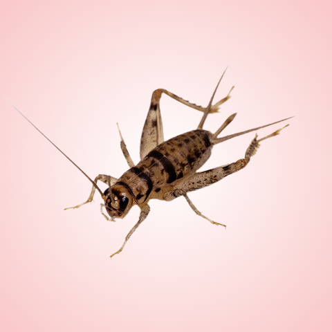 Medium Banded Crickets