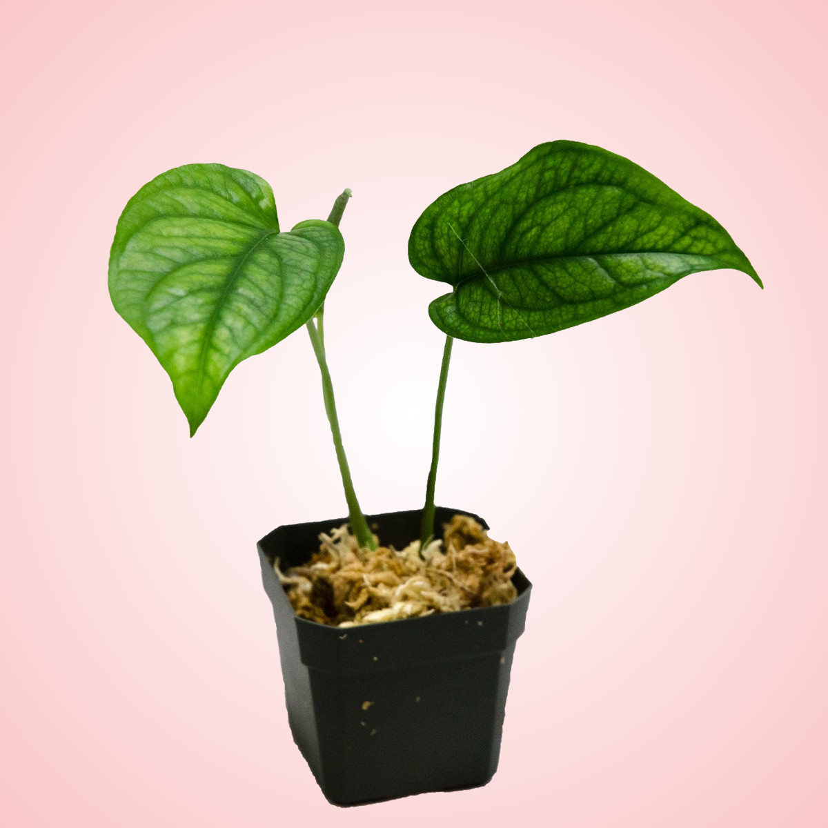 Monstera Siltepecana