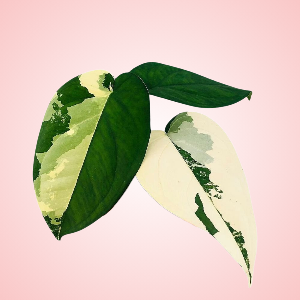 Syngonium Chiapense Variegated