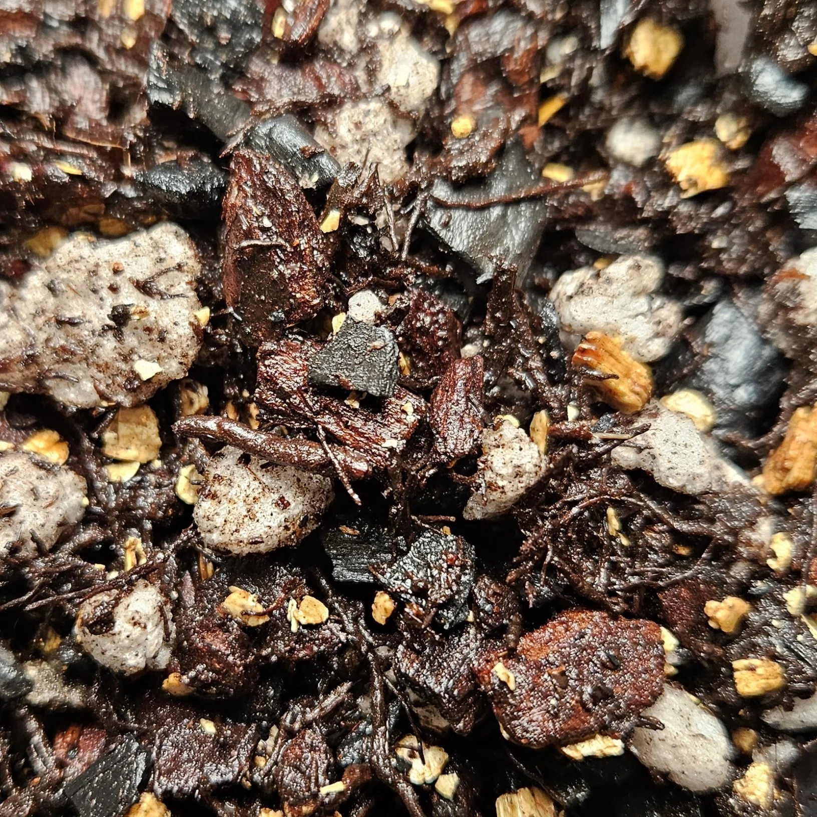 V&V Tropicals Premium Seedling Soil Mix