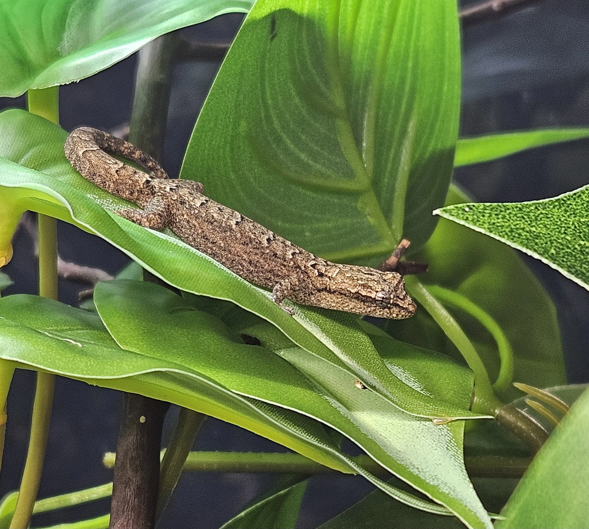Yellow-Bellied Mourning Gecko - Lepidodactylus Lugubris