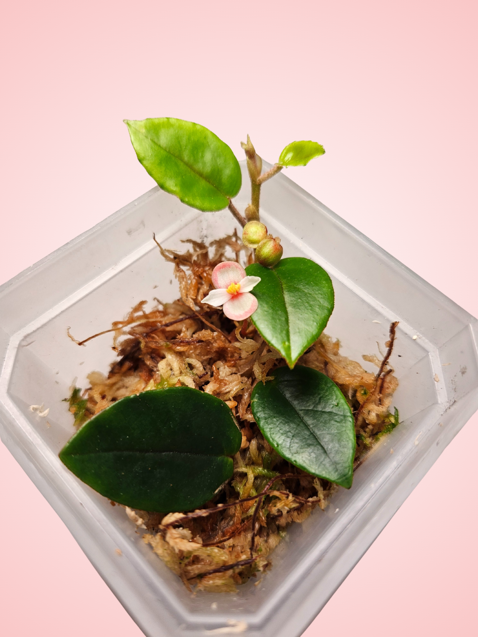 Begonia Elaeagnifolia