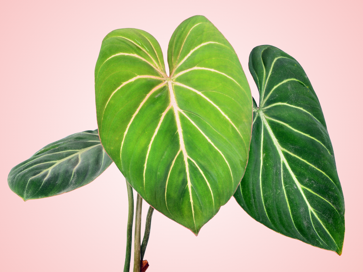 Philodendron Gloriosum