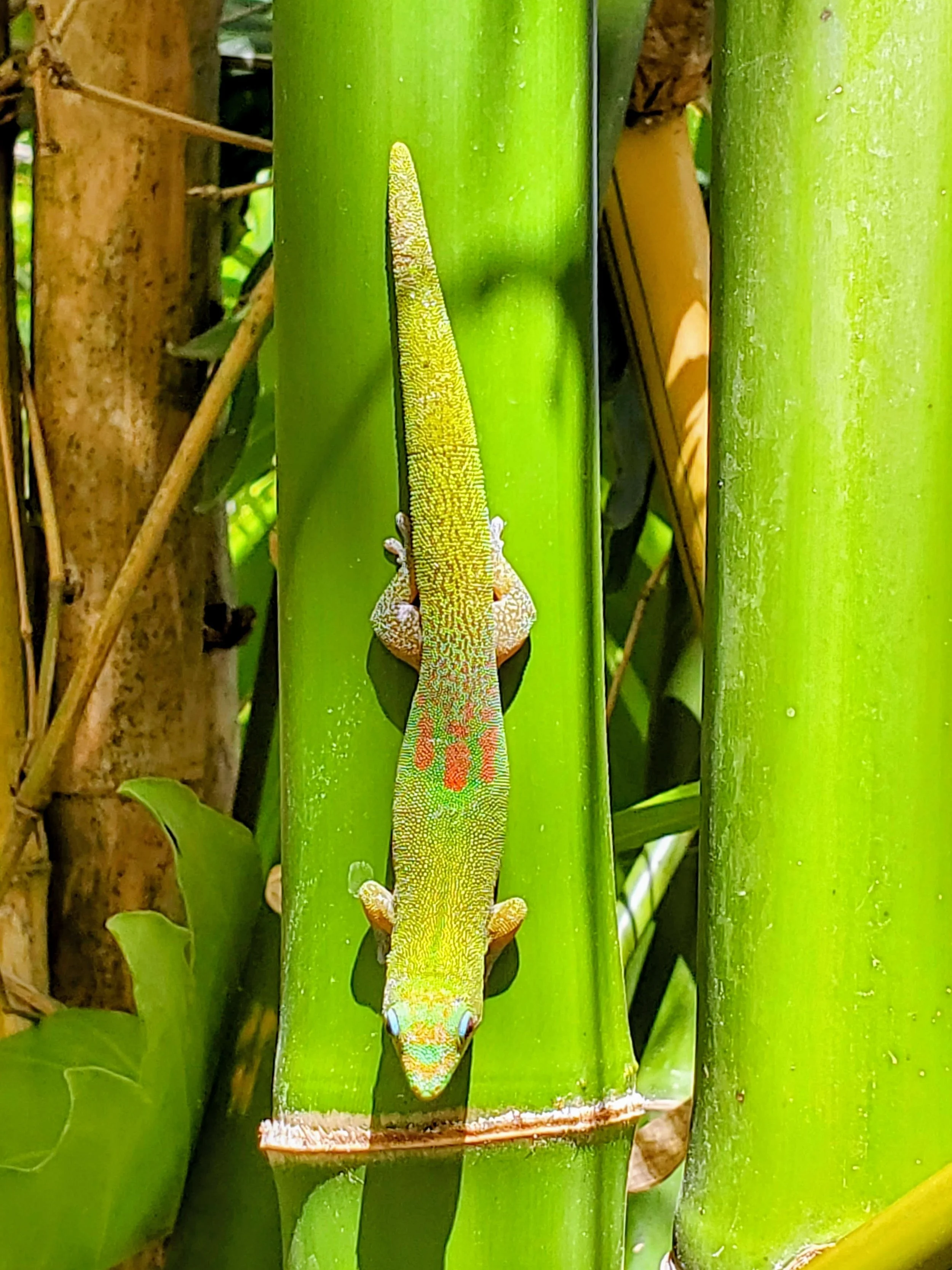 Gold Dust Day Gecko- Phelsuma Laticauda