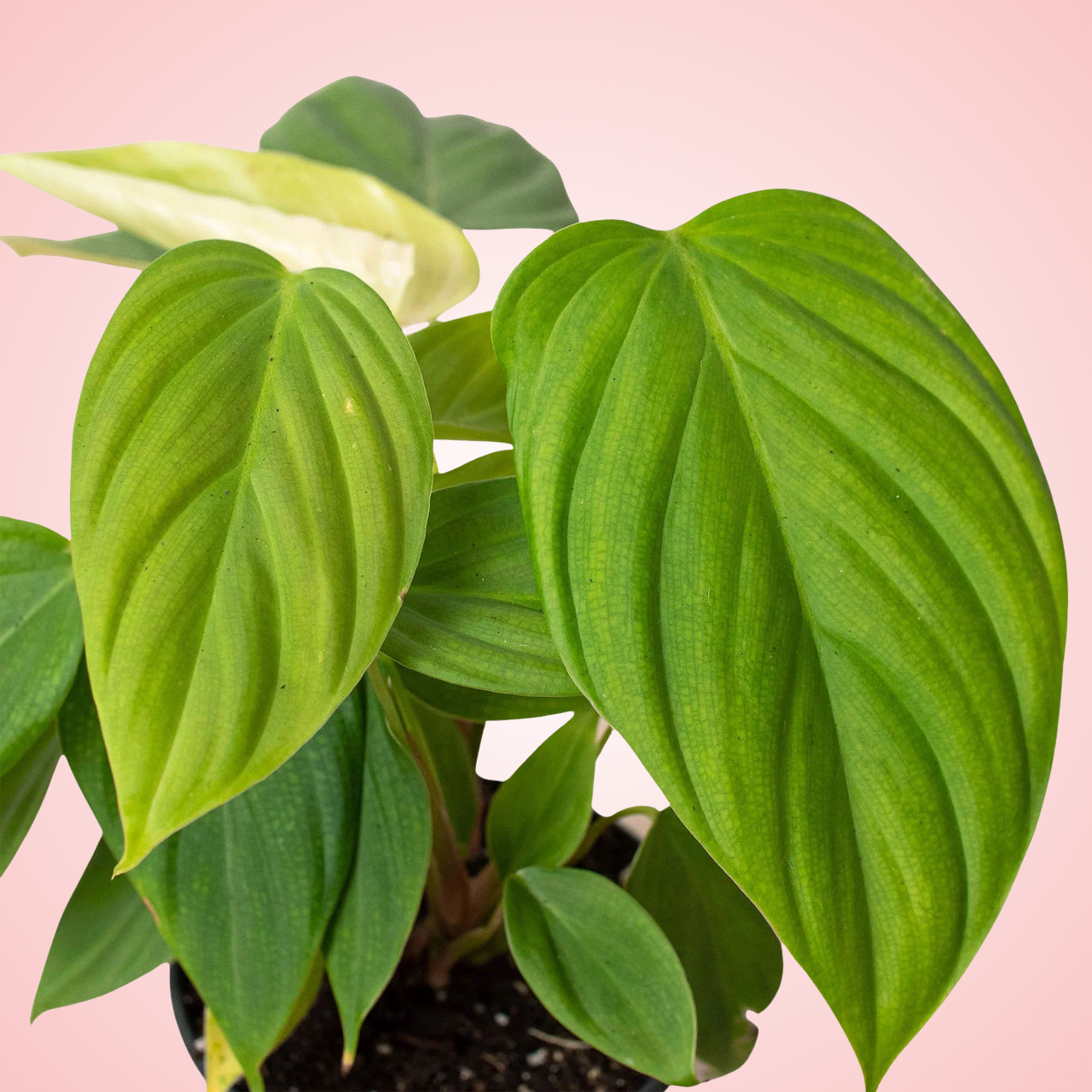 Philodendron Fuzzy Petiole