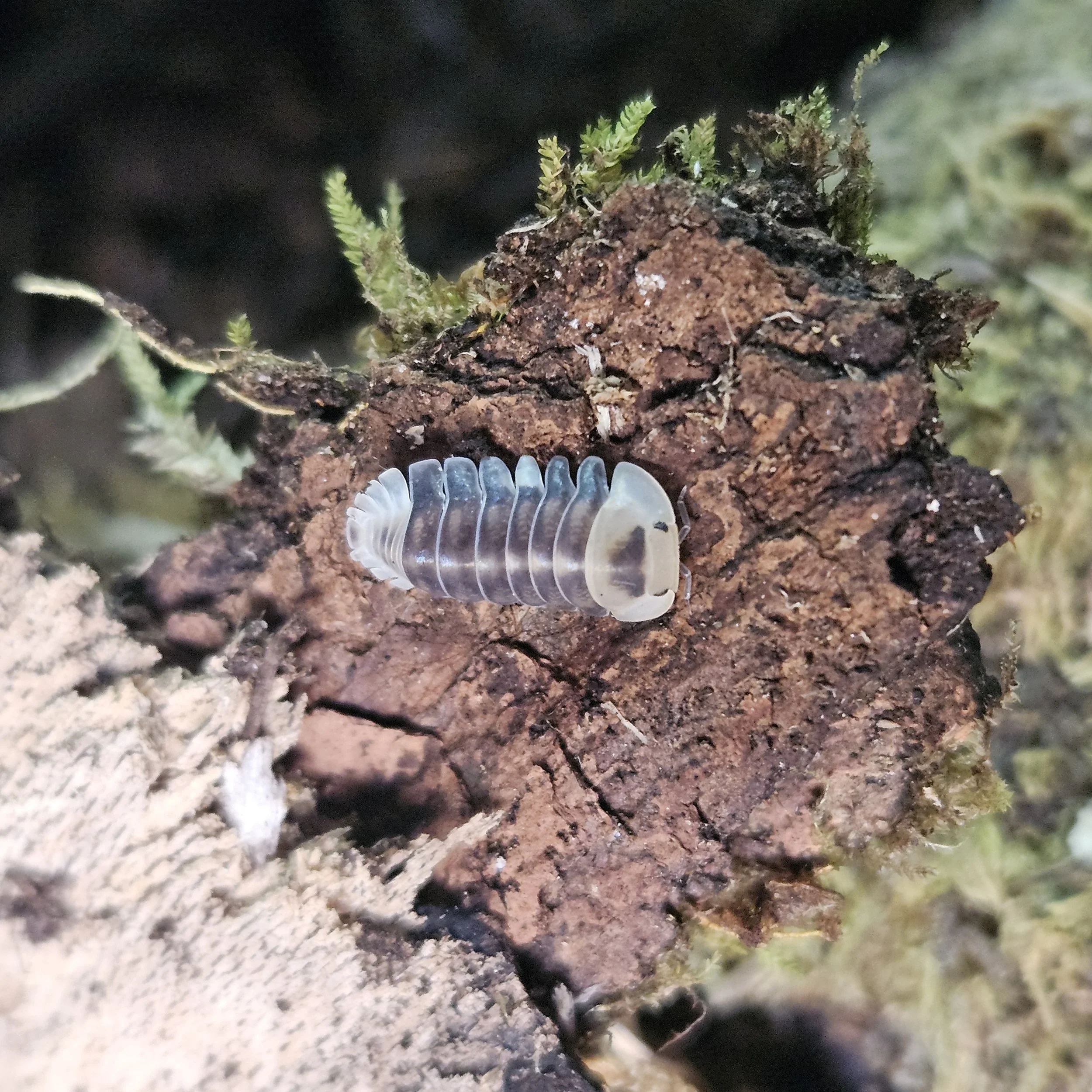 Cubaris sp. "White Ducky"