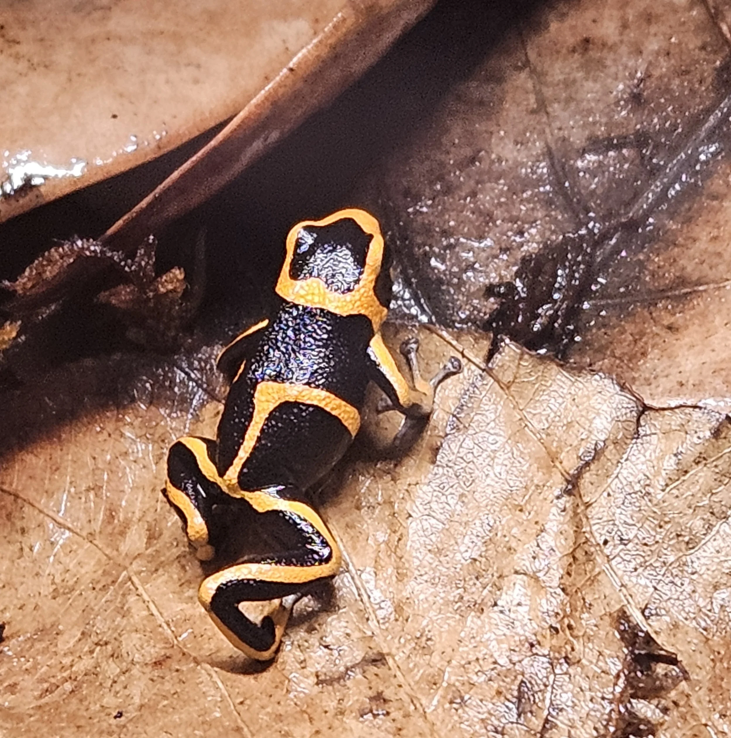 Ranitomeya Summersi "Sauce"