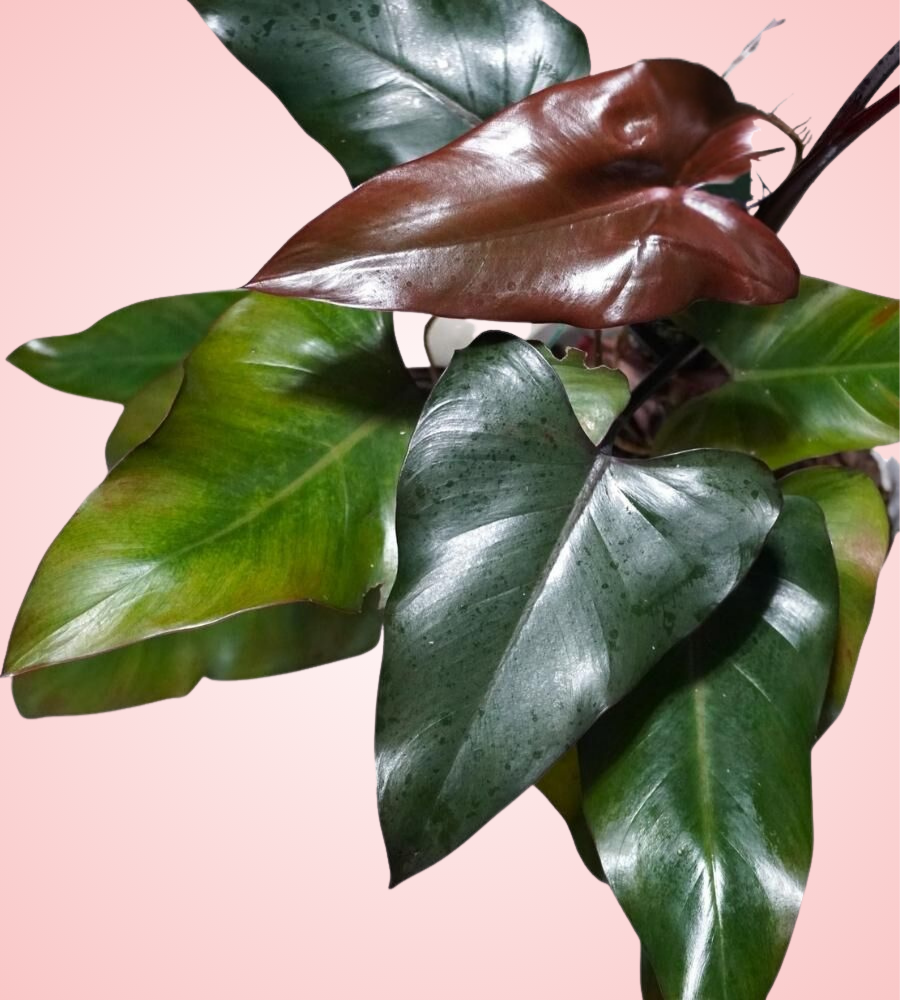 Philodendron Dark Lord