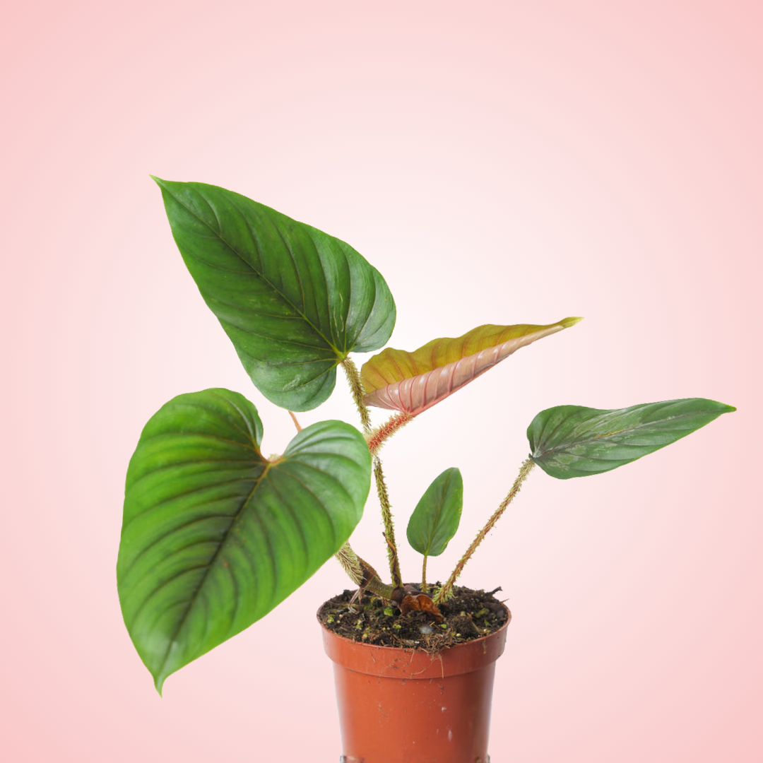 Philodendron Serpens