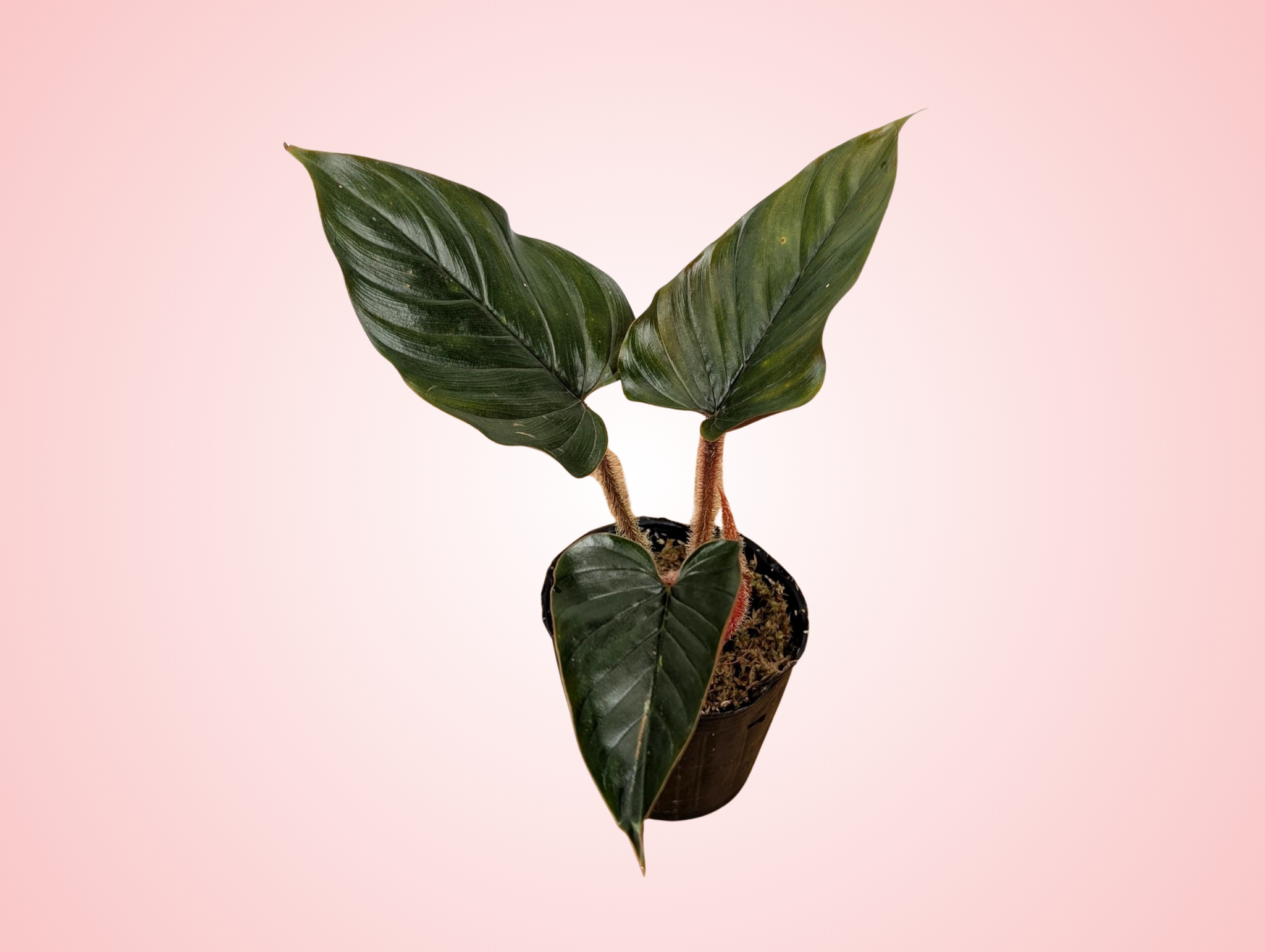 Philodendron Squamicaule 'Pink'