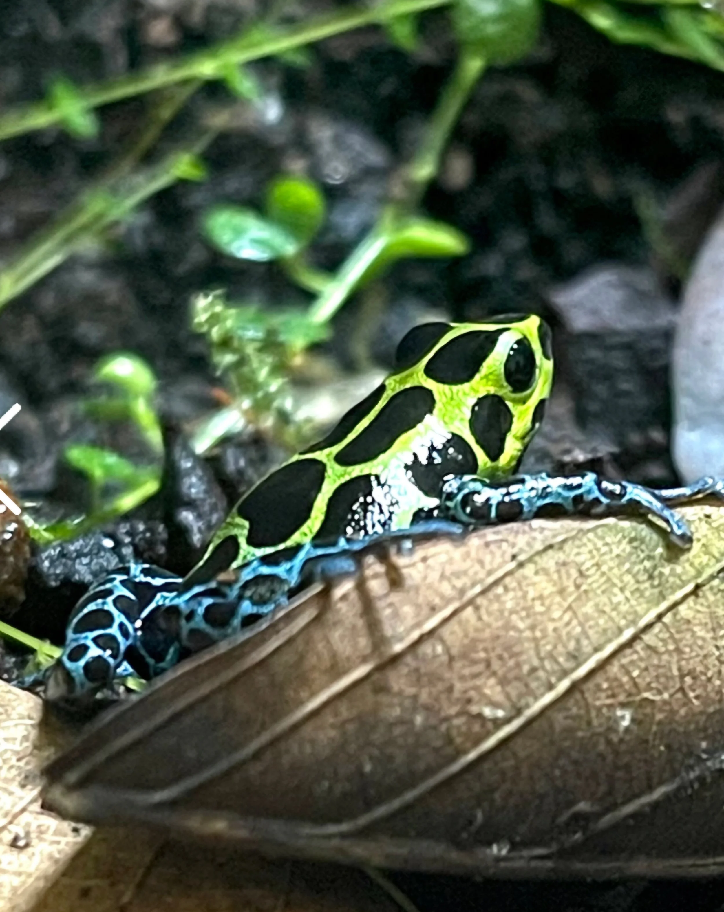 Ranitomeya Variabilis "Southern"