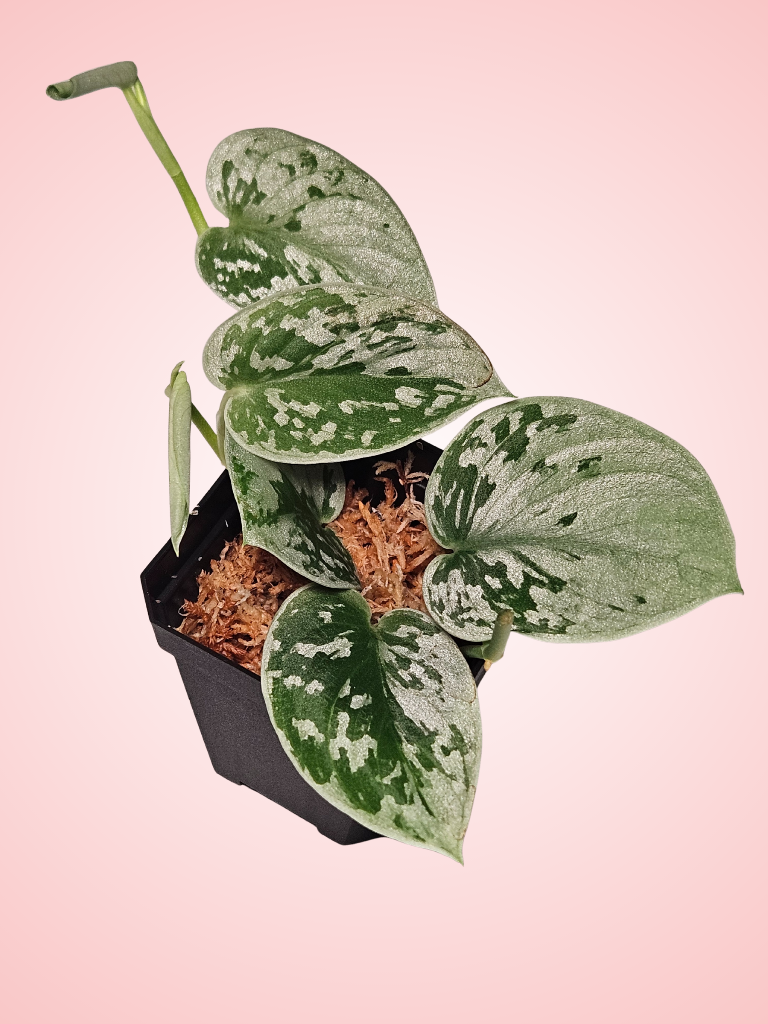 Scindapsus Silvery Anne