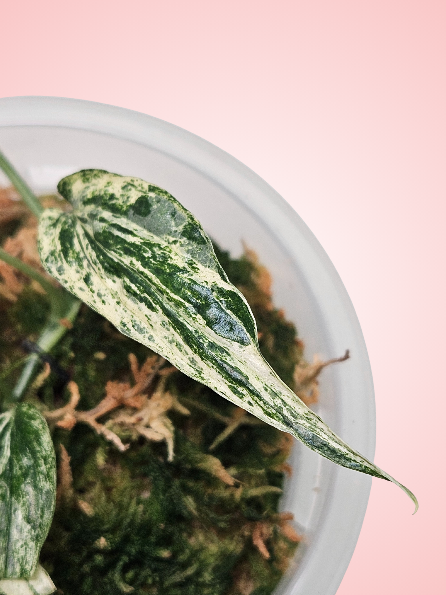 Amydrium Zippelianum Variegated