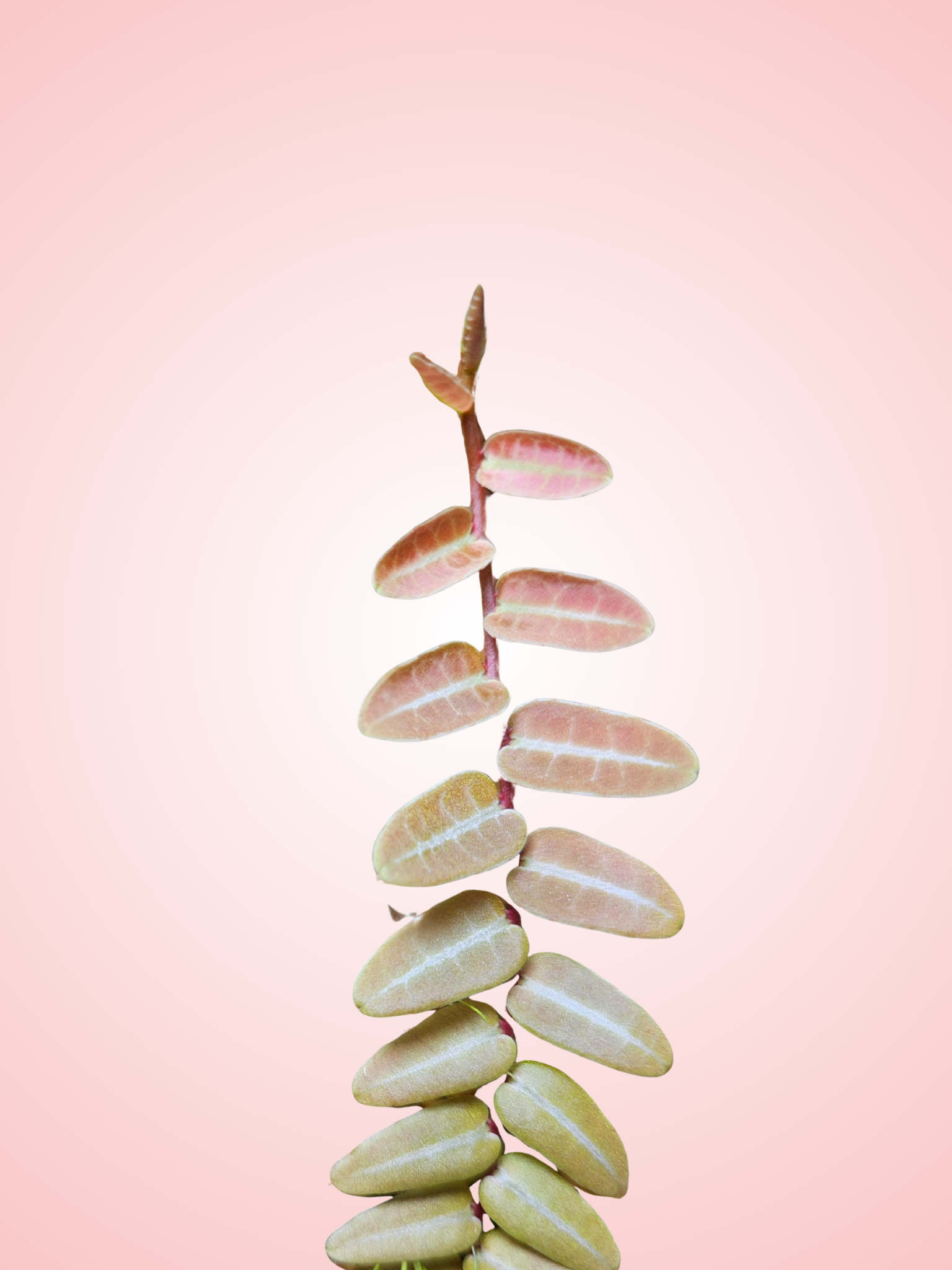 Marcgravia Umbellata "Pink"