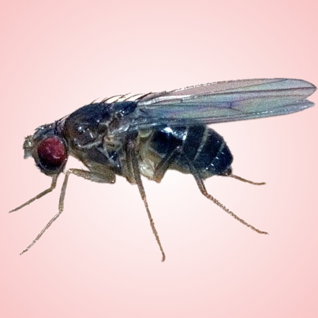 Hydei Fruit Fly Culture
