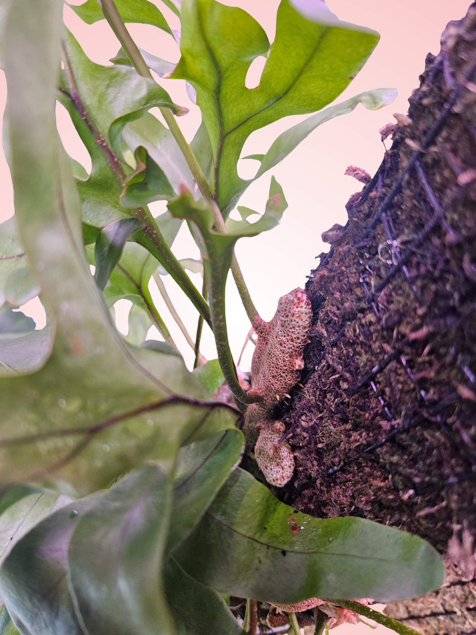 Lecanopteris Crustacea