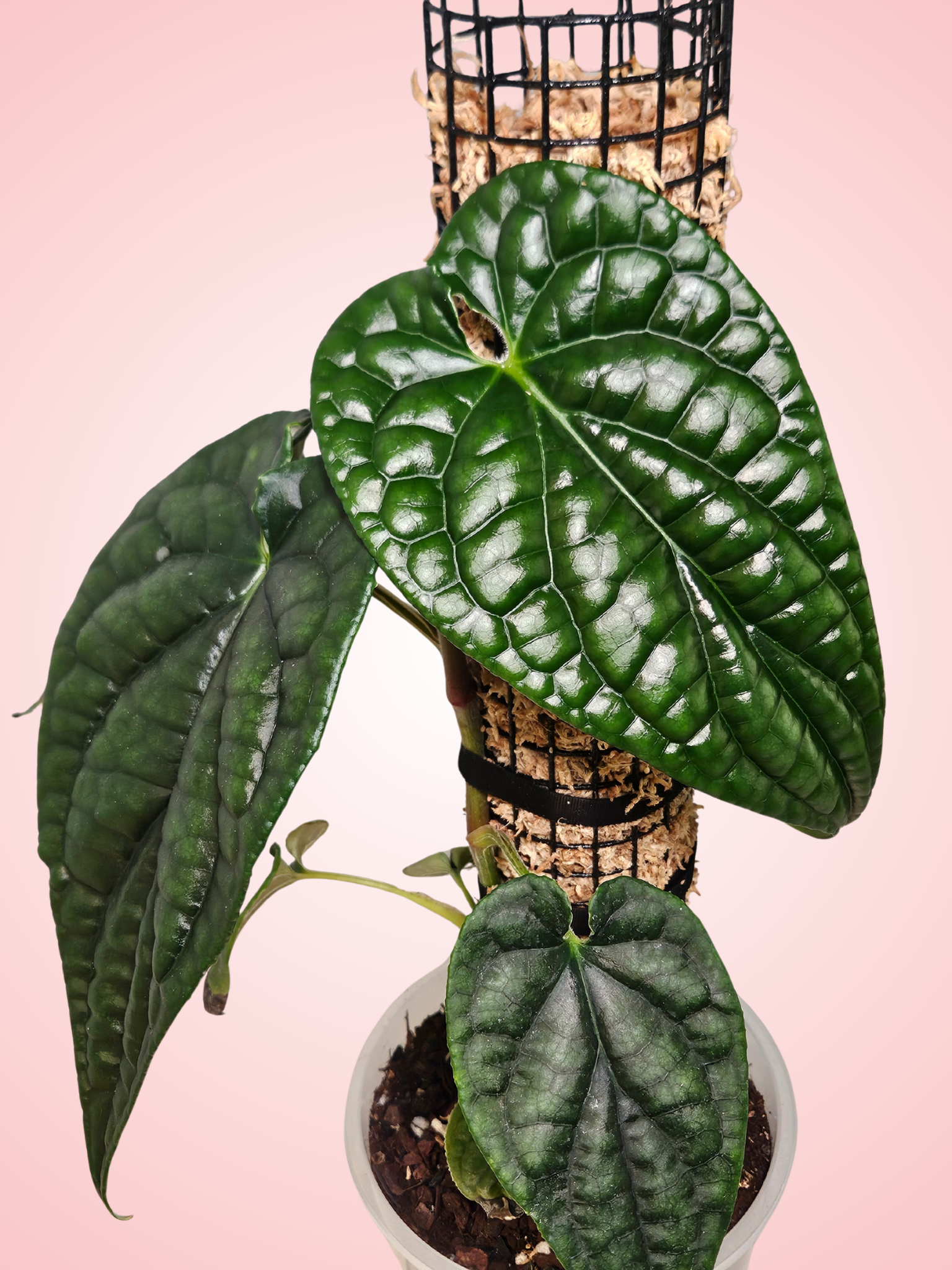 Piper sp. 'Big Hearts'