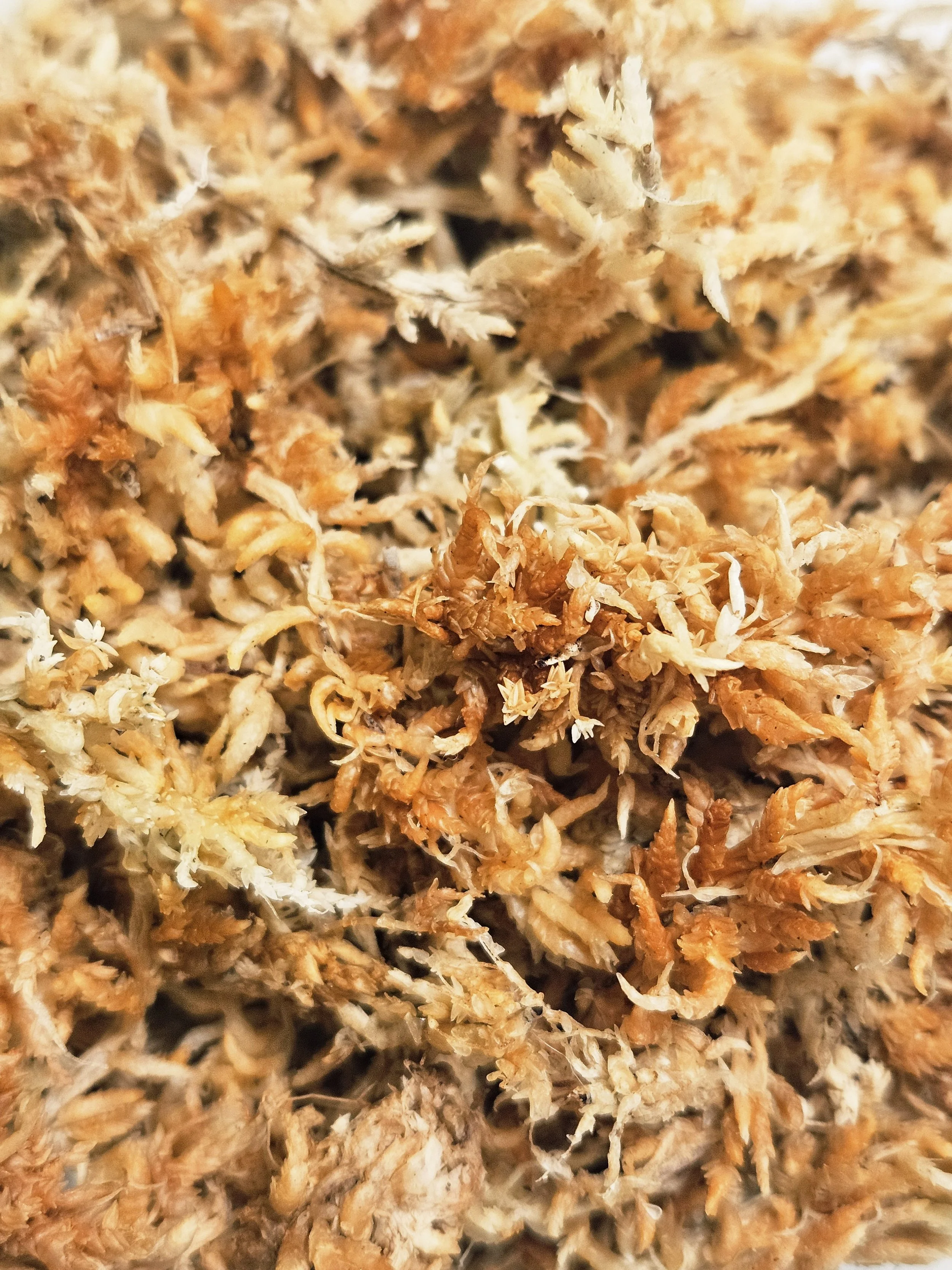 New Zealand Sphagnum Moss