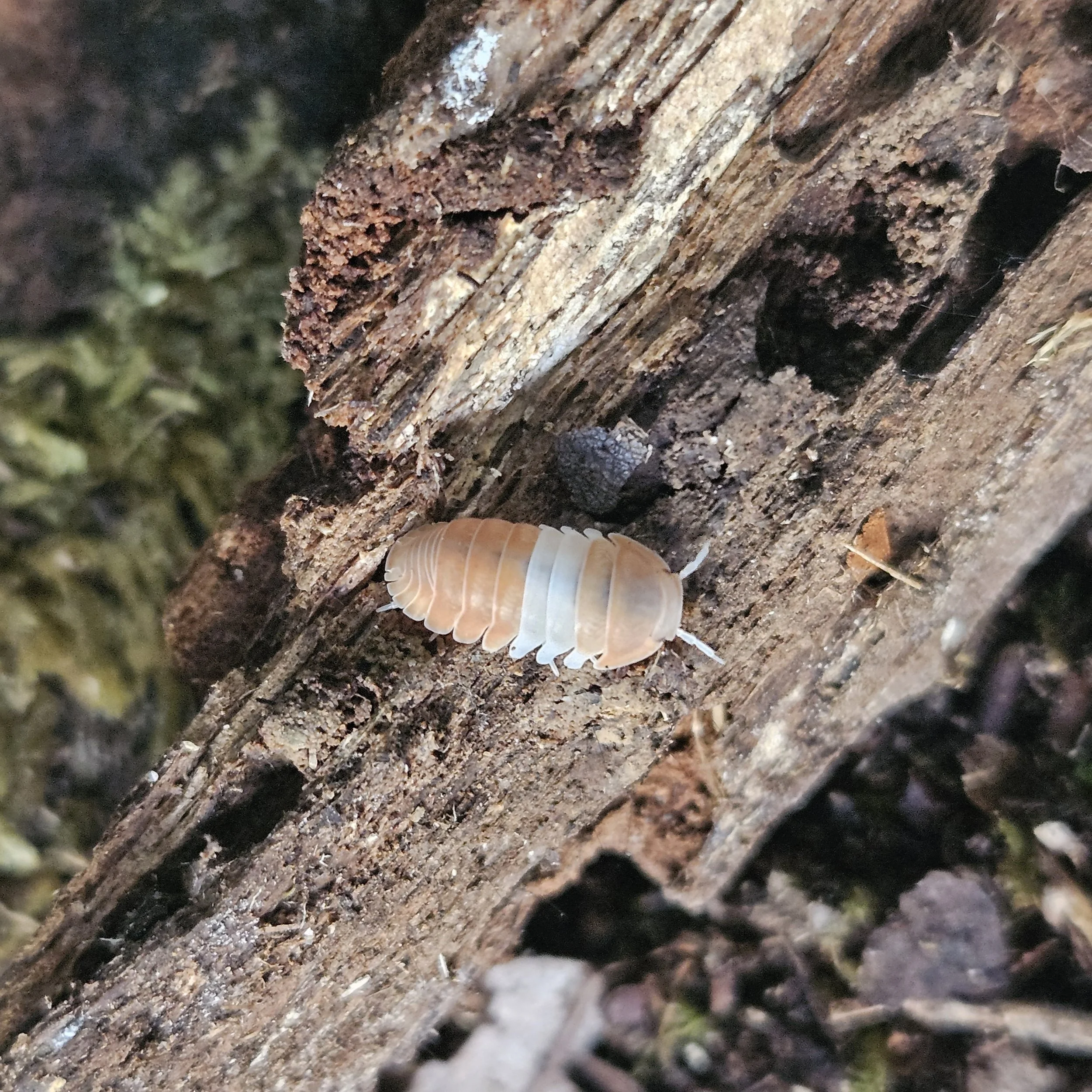 Cubaris sp. "Red Panda"