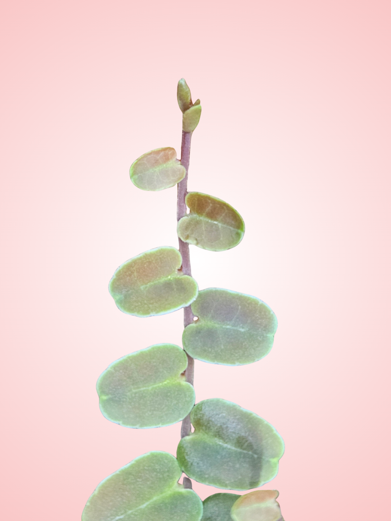 Marcgravia sp. Melon