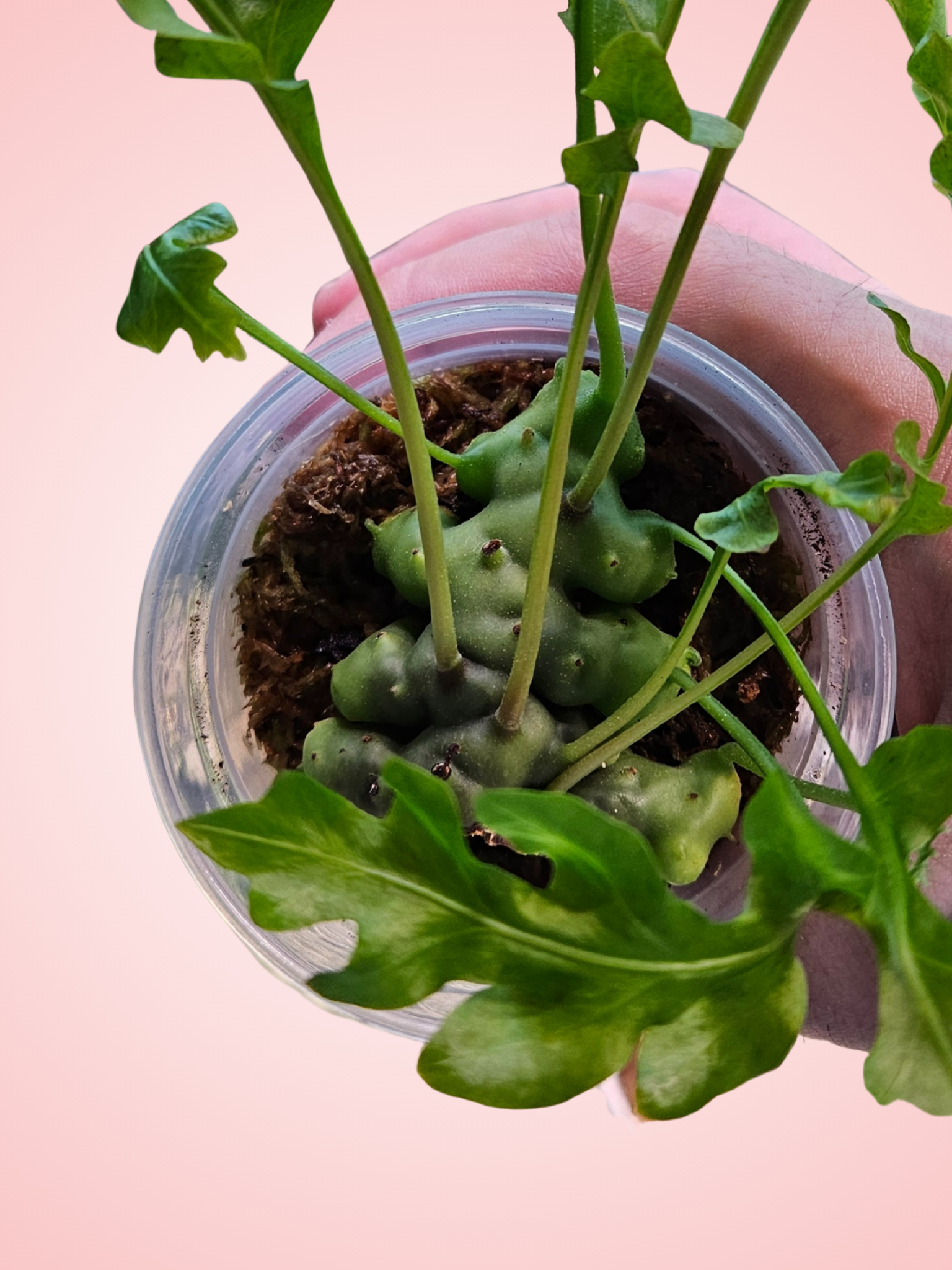 Lecanopteris Luzonensis