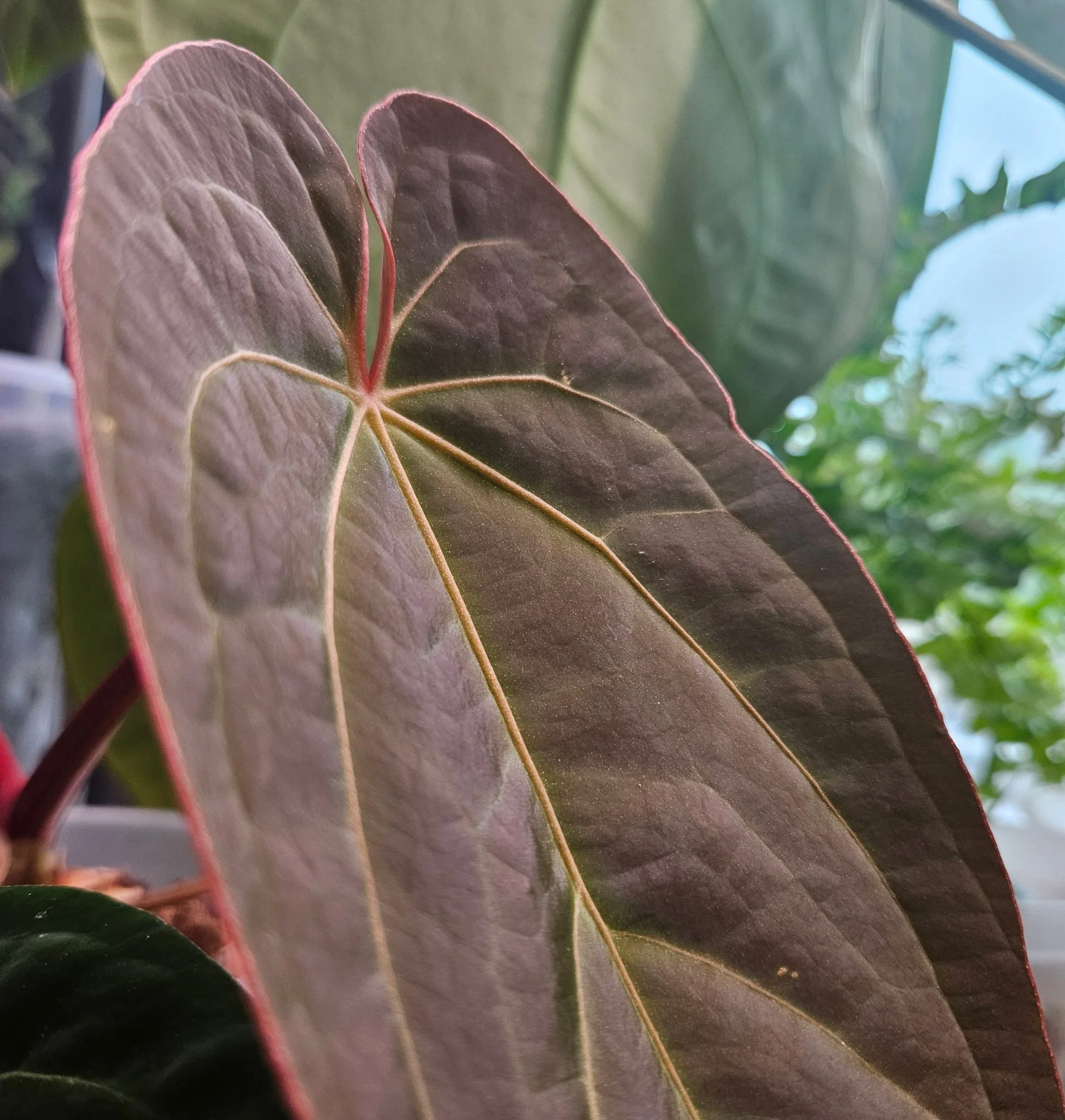 Anthurium Seeds and Seedlings Coming Soon!