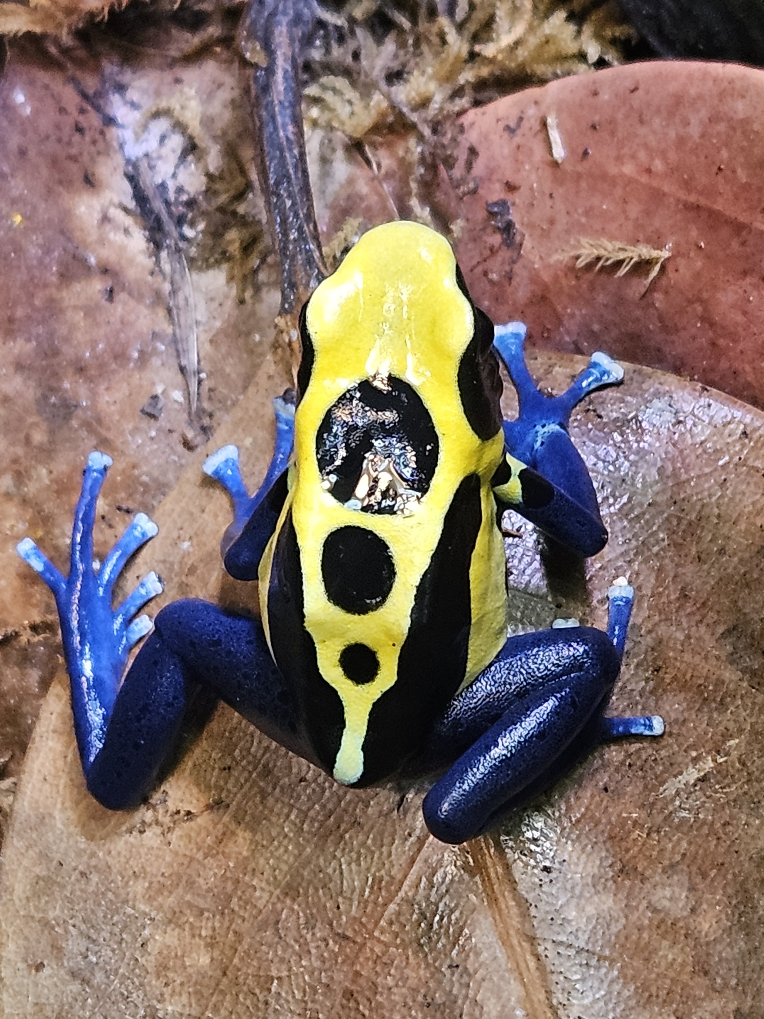 Dendrobates Tinctorius "Nikita"